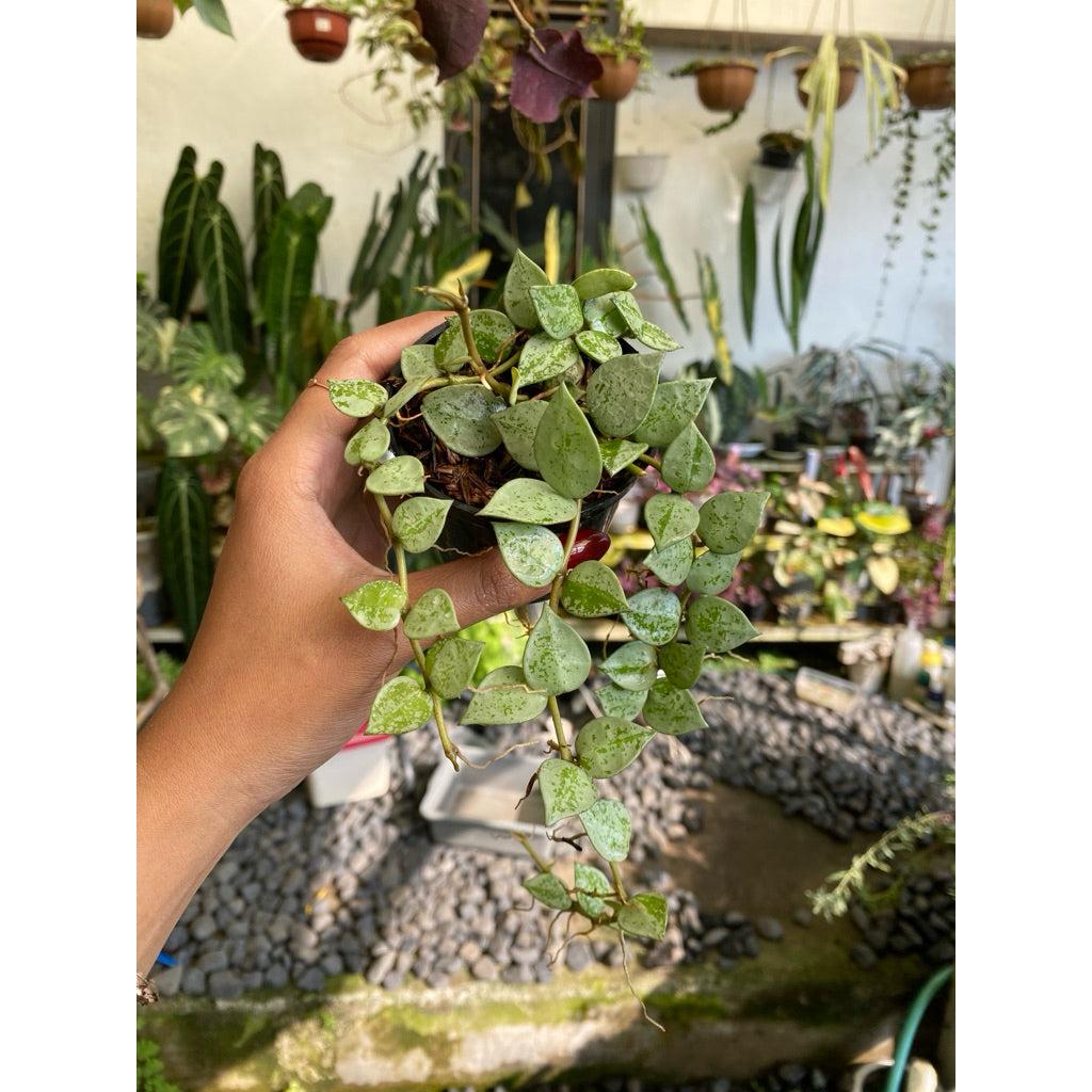 Hoya lacunosa Eskimo