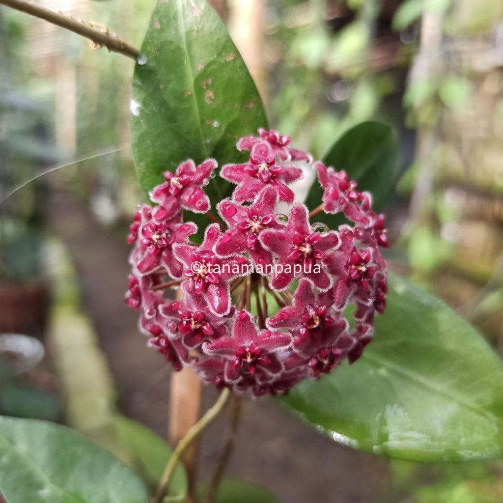 Hoya globulifera