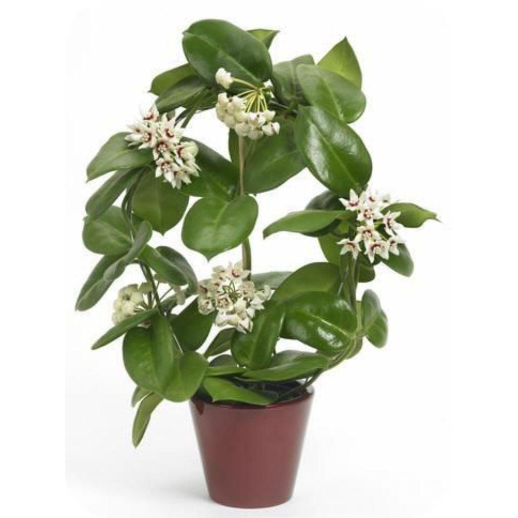 Hoya australis