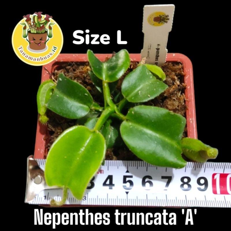 Nepenthes truncata