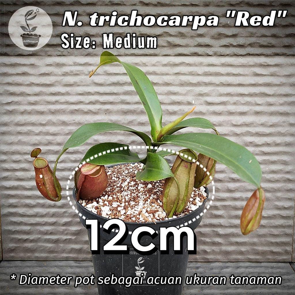 Nepenthes trichocarpa red