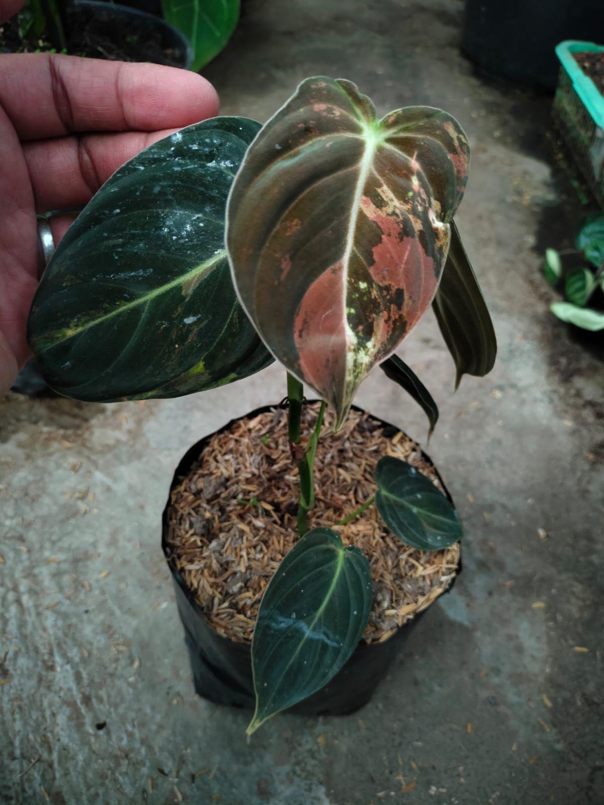 Philodendron melanocrysum varigated - Reserved - 2905-01