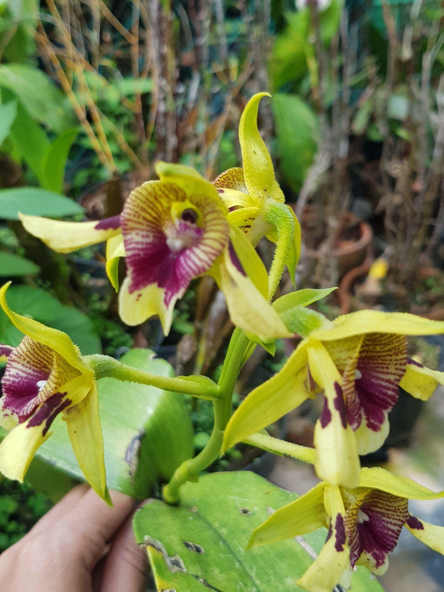 Dendrobium Siraesii by Andika