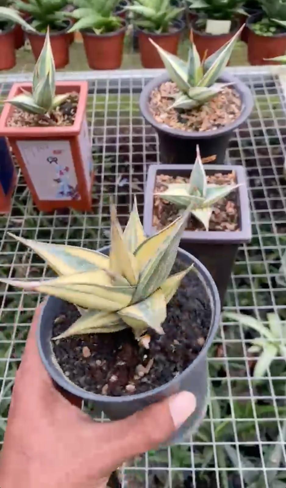 Sansevieria pinguicula variegated by andika reserved