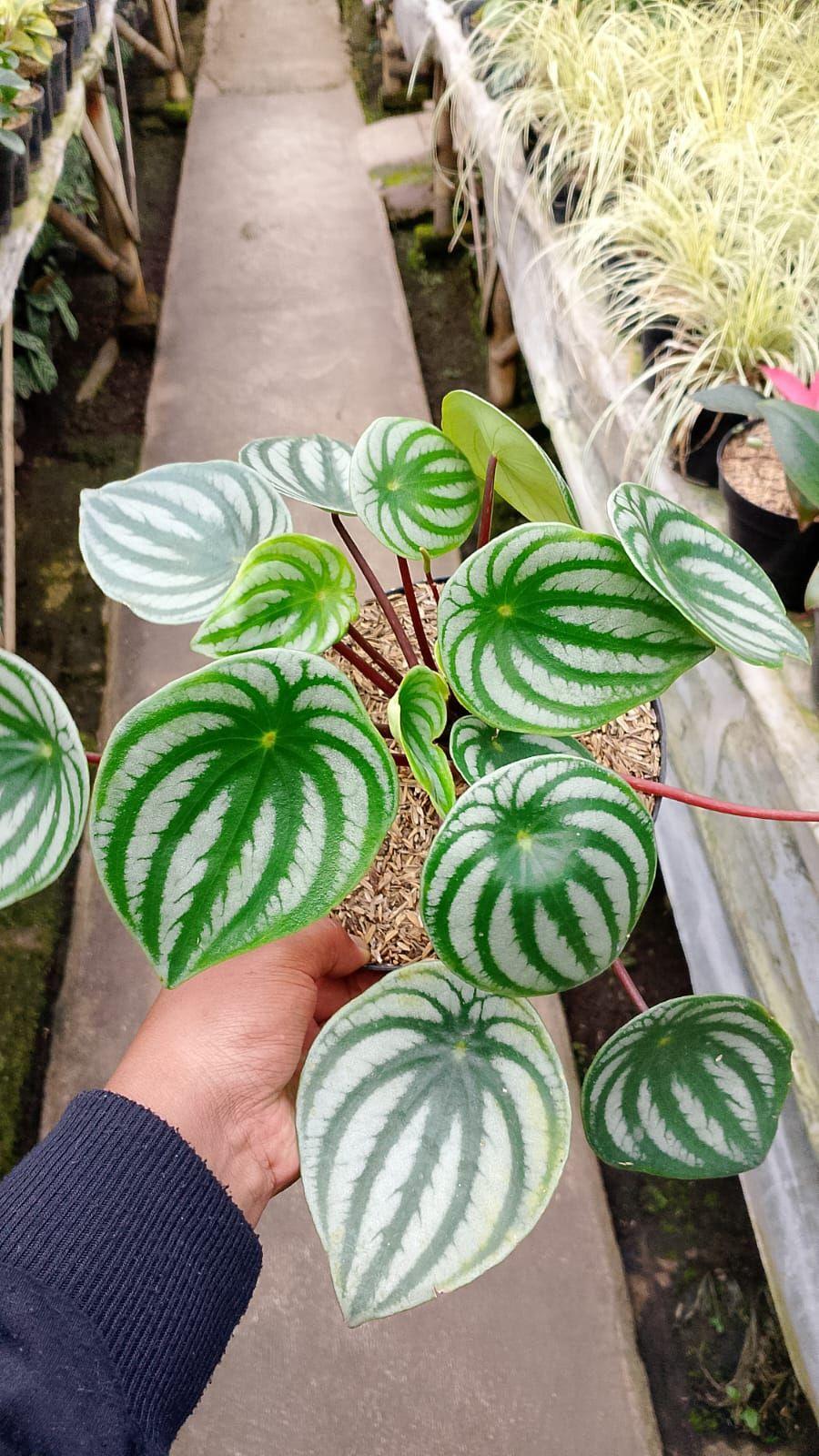 Peperomia Watermelon by Andika Bayangkari