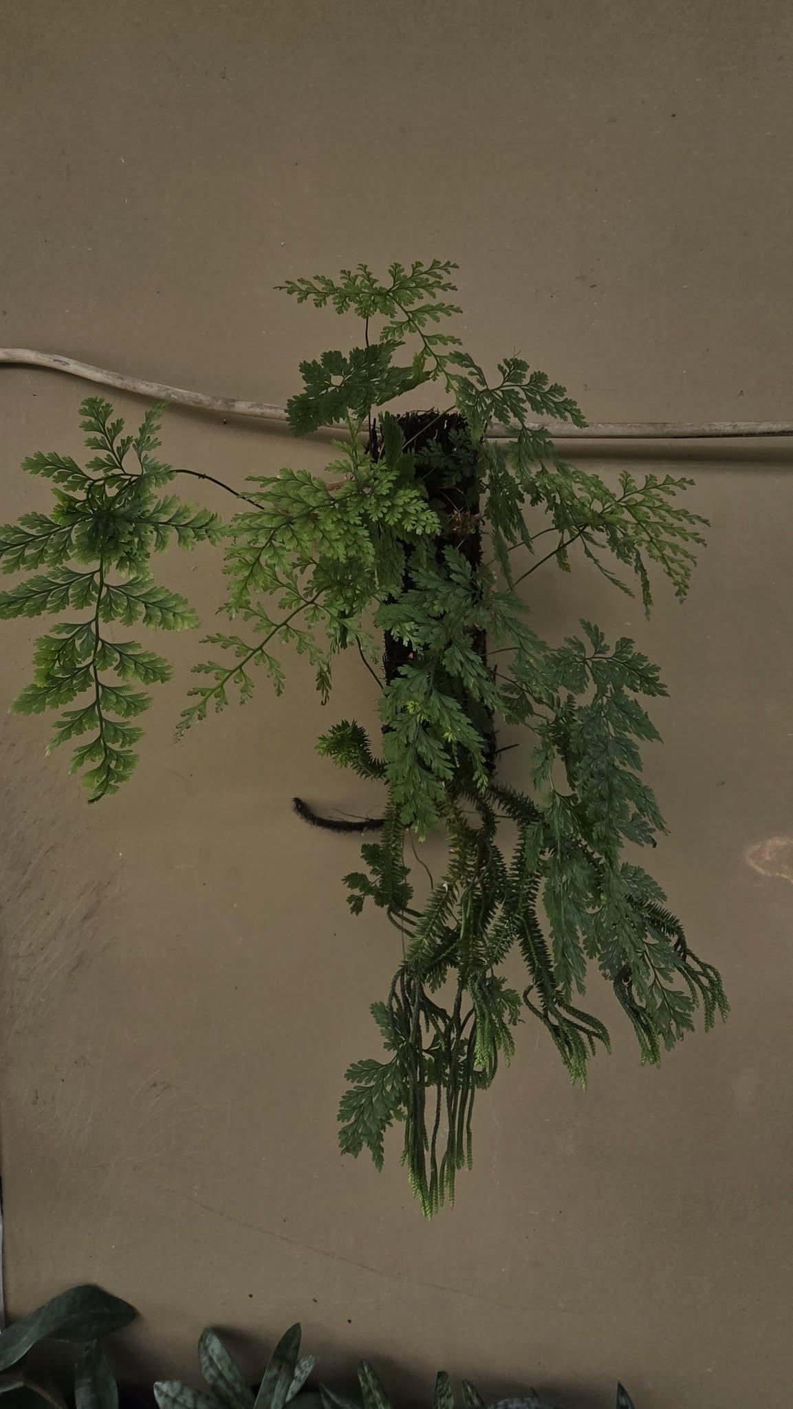 Davallia fejeensis by Gus Benk