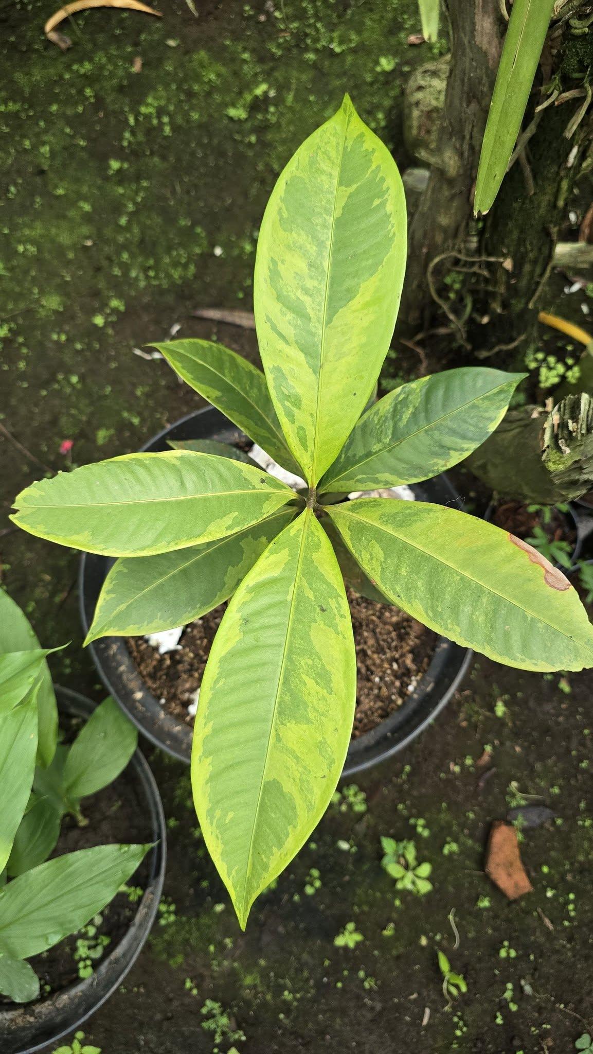 Mangosteen Variegata by Gus Benk