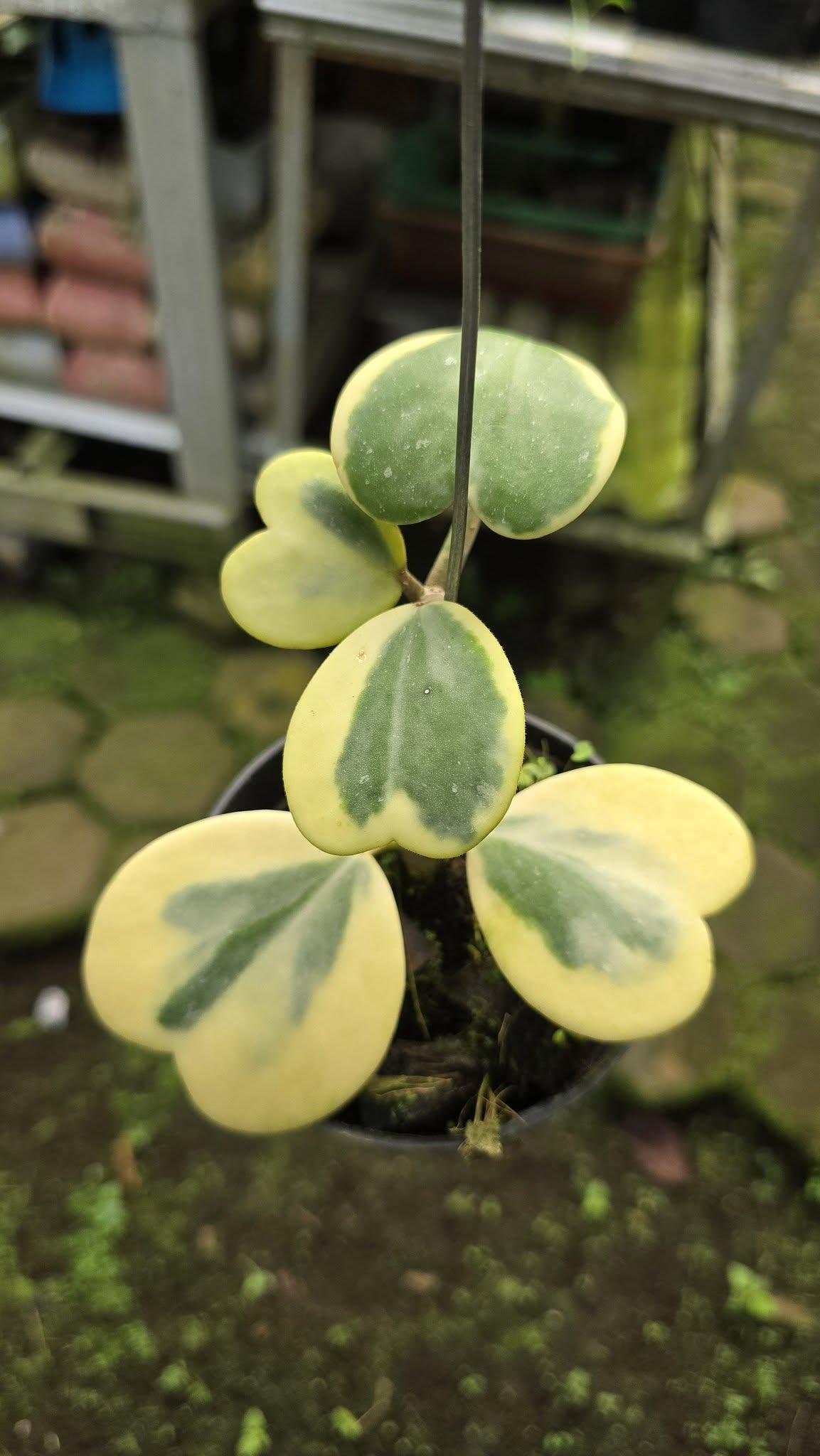 Hoya by Gus Benk