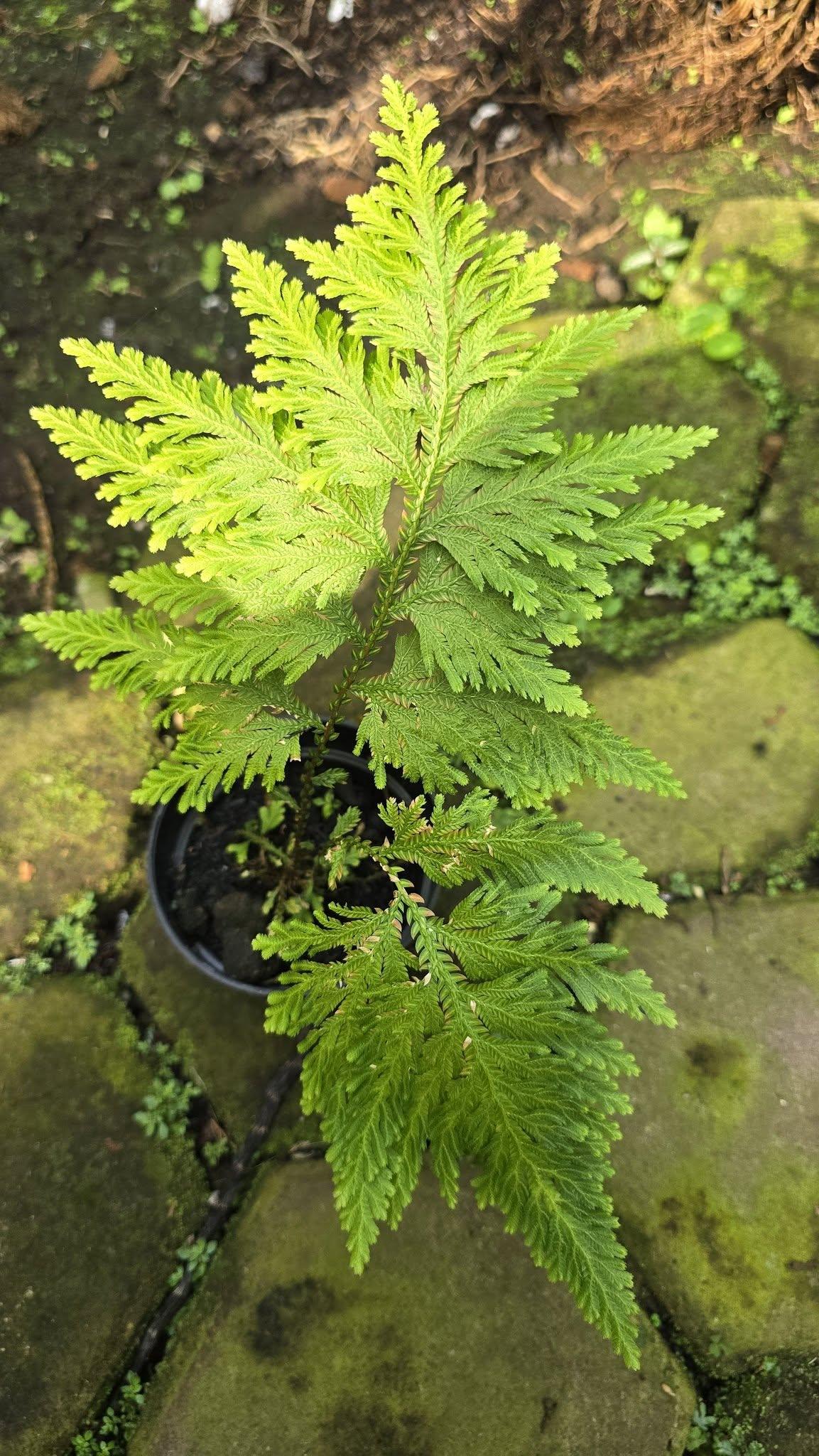 Selaginella sp. by Gus Benk