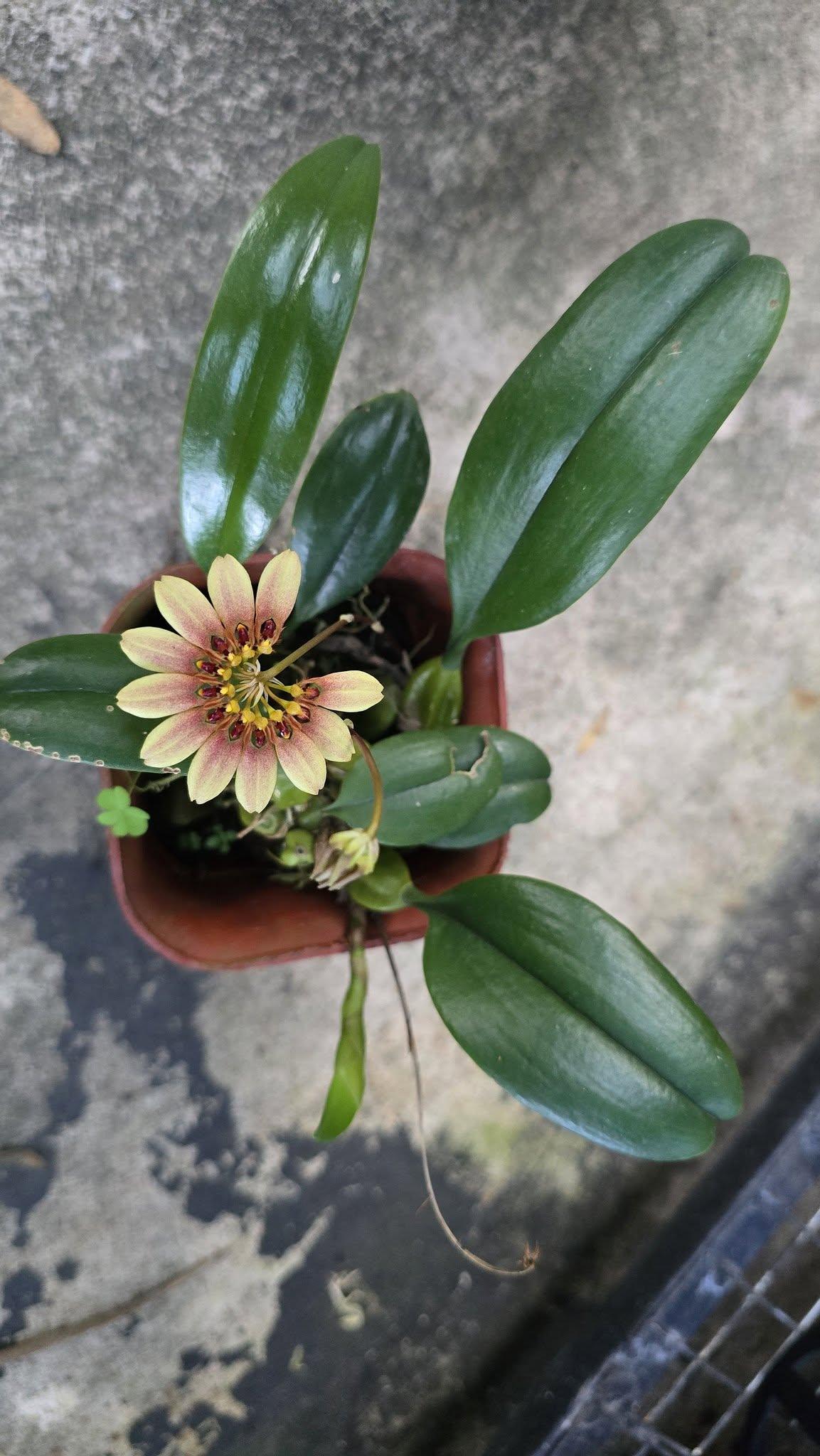Bulbophyllum levidum Bengkulu by Gus Benk