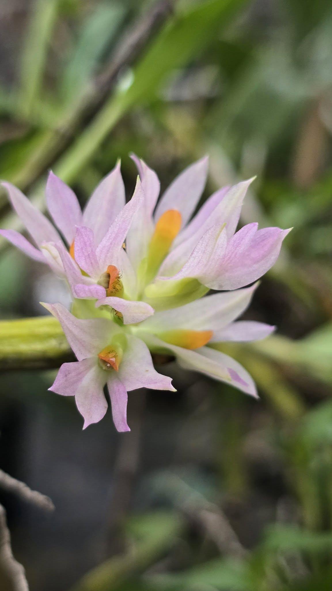 Dendrobium bracteosum beautiful tropical orchid by Gus Benk