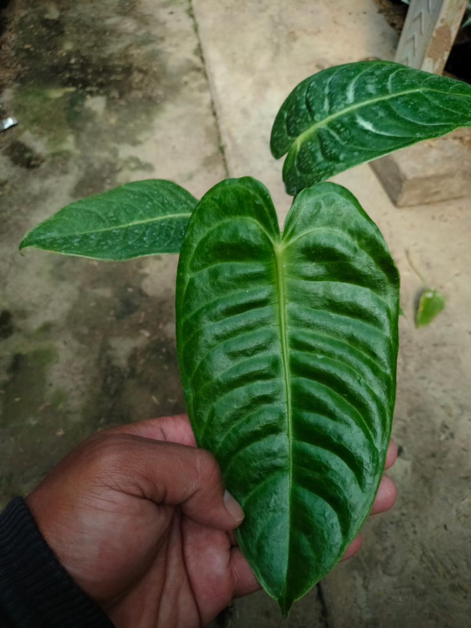 Anthurium Veitchi
