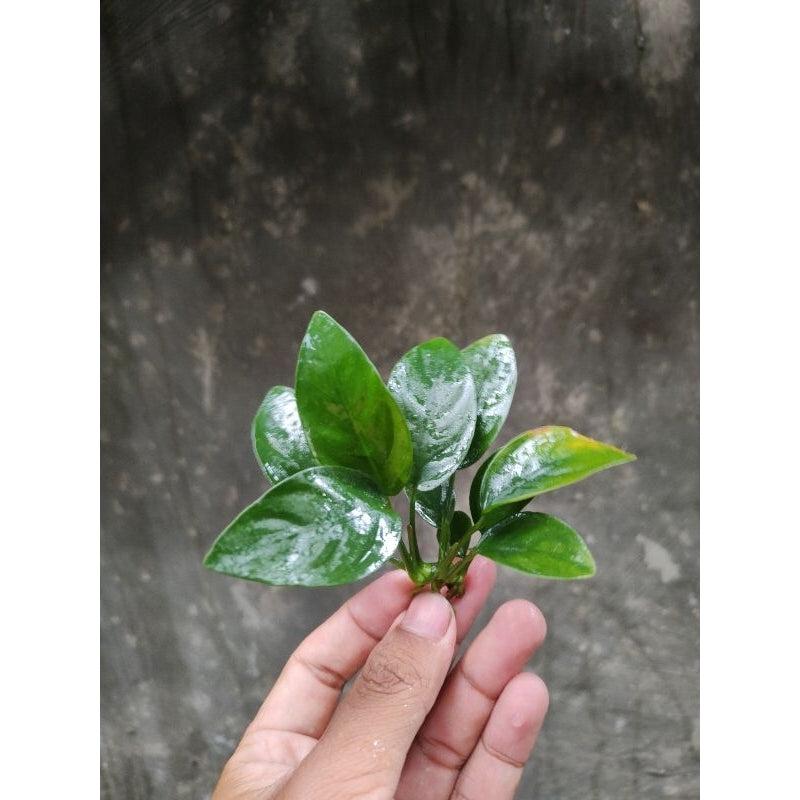 Anubias nana small tanaman aquascape/akuarium low co2