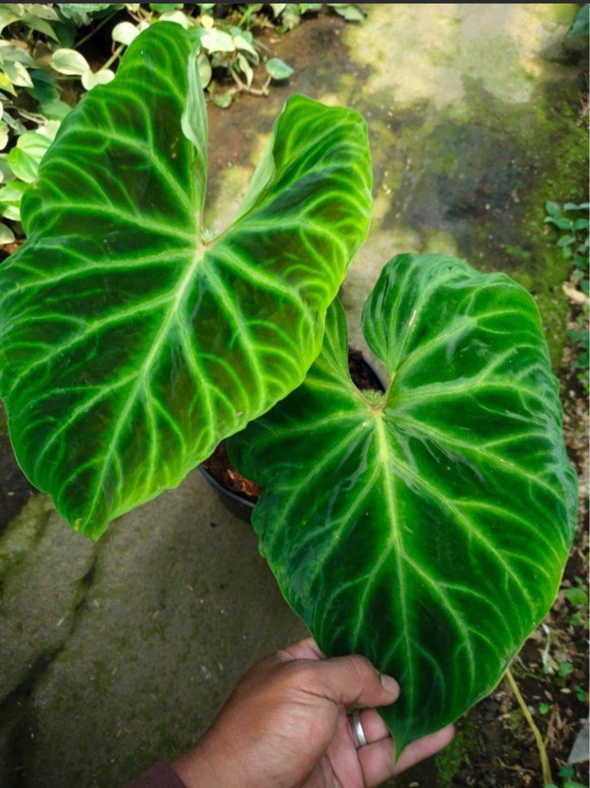 Philodendron verrucosum