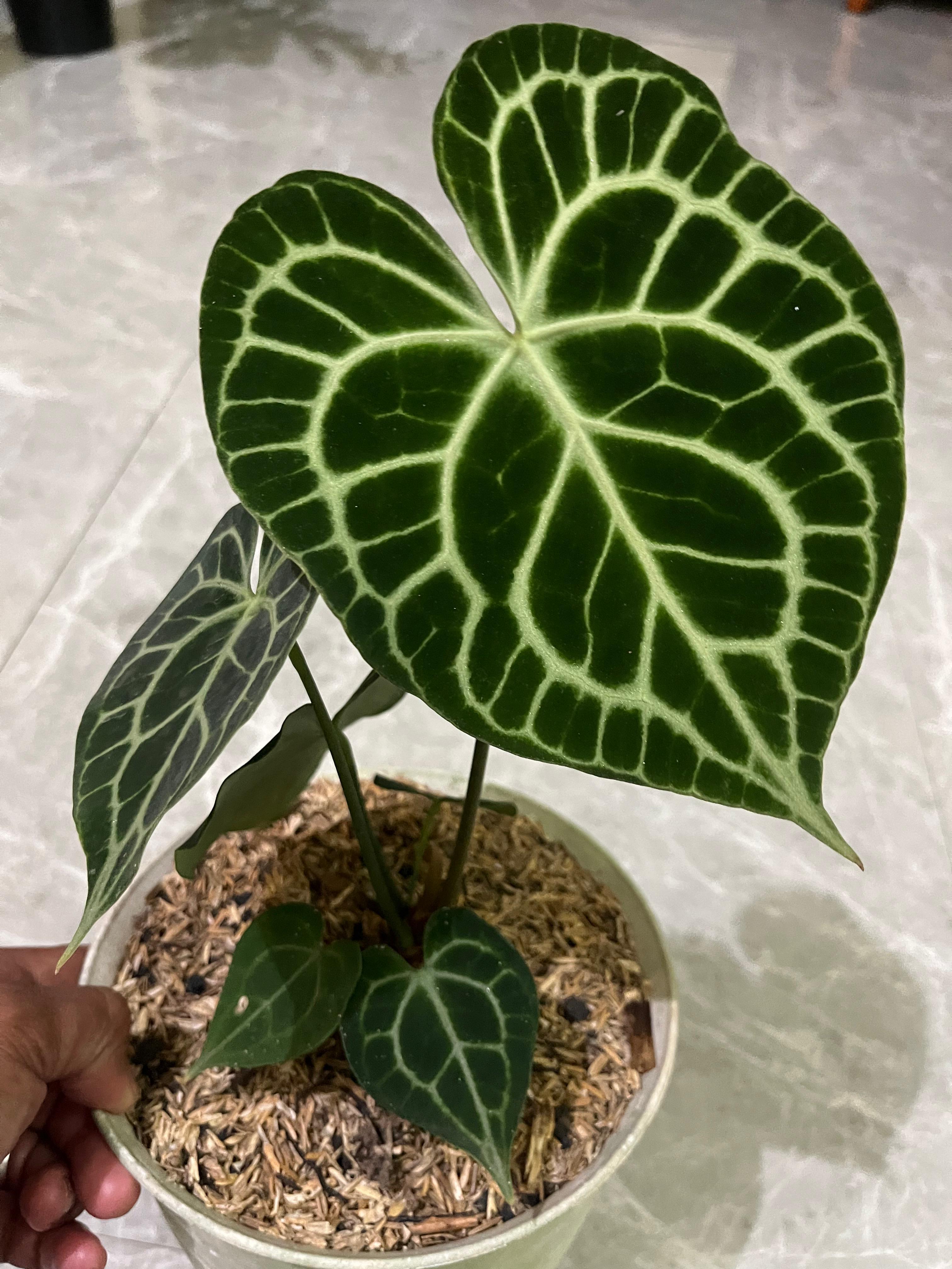 Anthurium queen Clarinervium