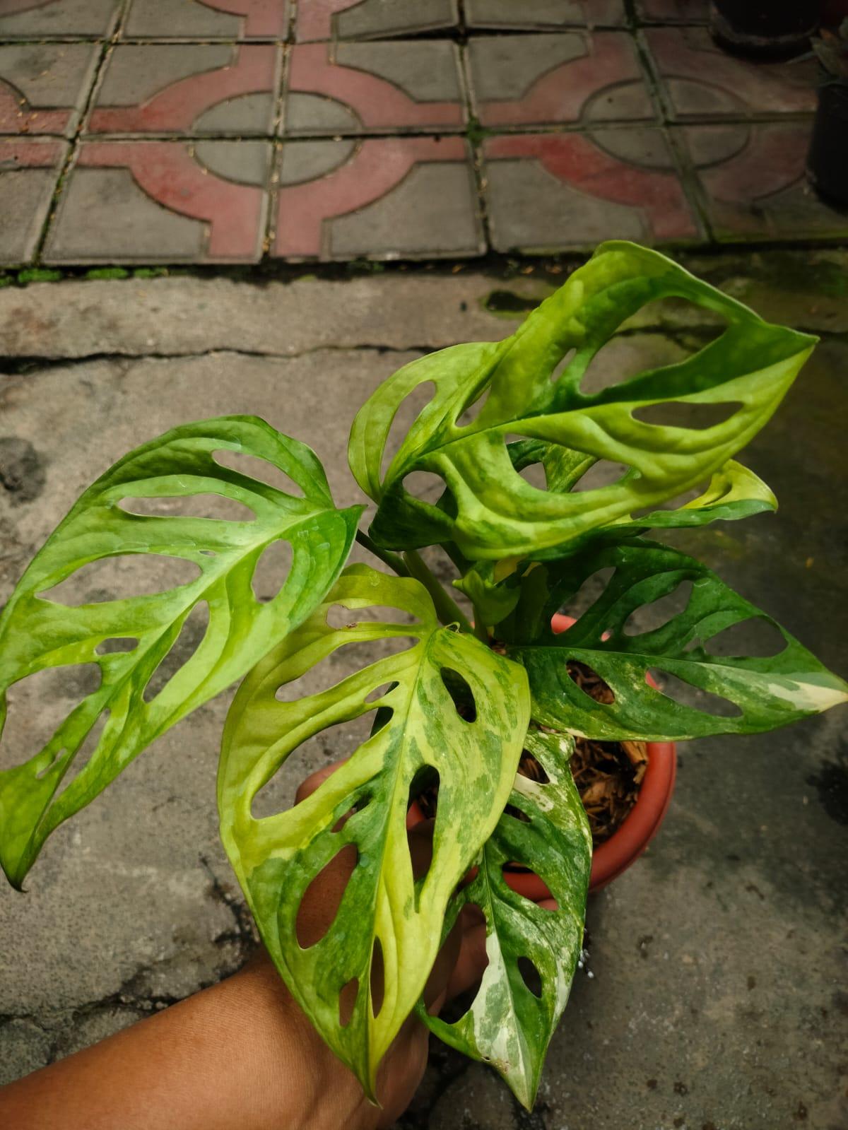 Anthurium Modeanum  Anthurium Clarinervium Hybrid Monstera Adansonii Var Marble