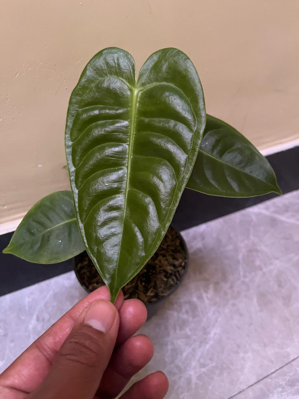 Anthurium Veitchii