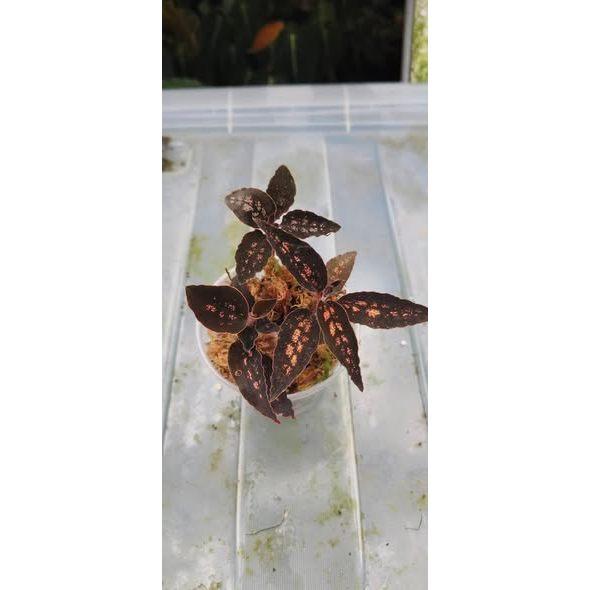 Cystorchis sp papua - Red type