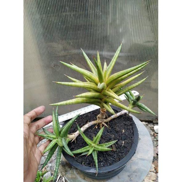 Sansevieria Ballyi Star