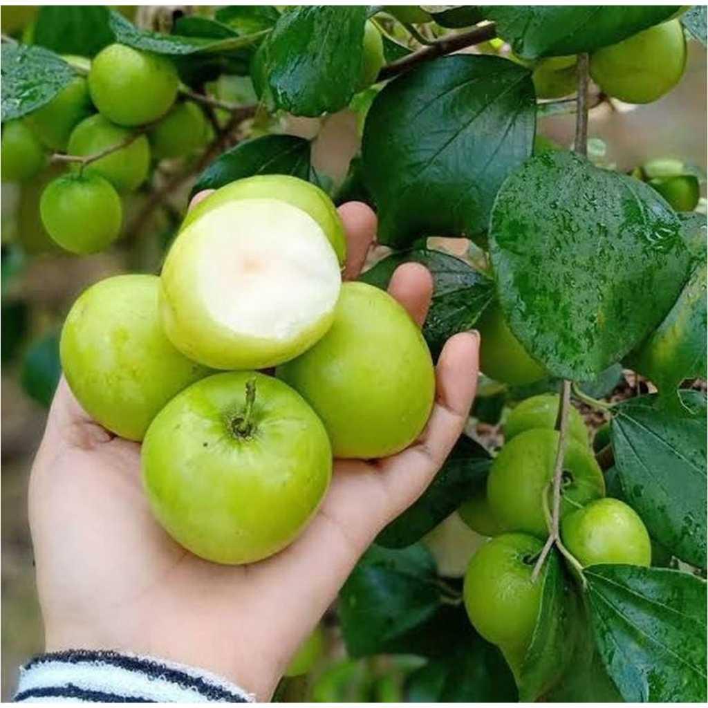 Ziziphus Mauritiana, Indian Jujube, Cottony Jujube, Ber, Apple Siam, Bedara, Bedara China