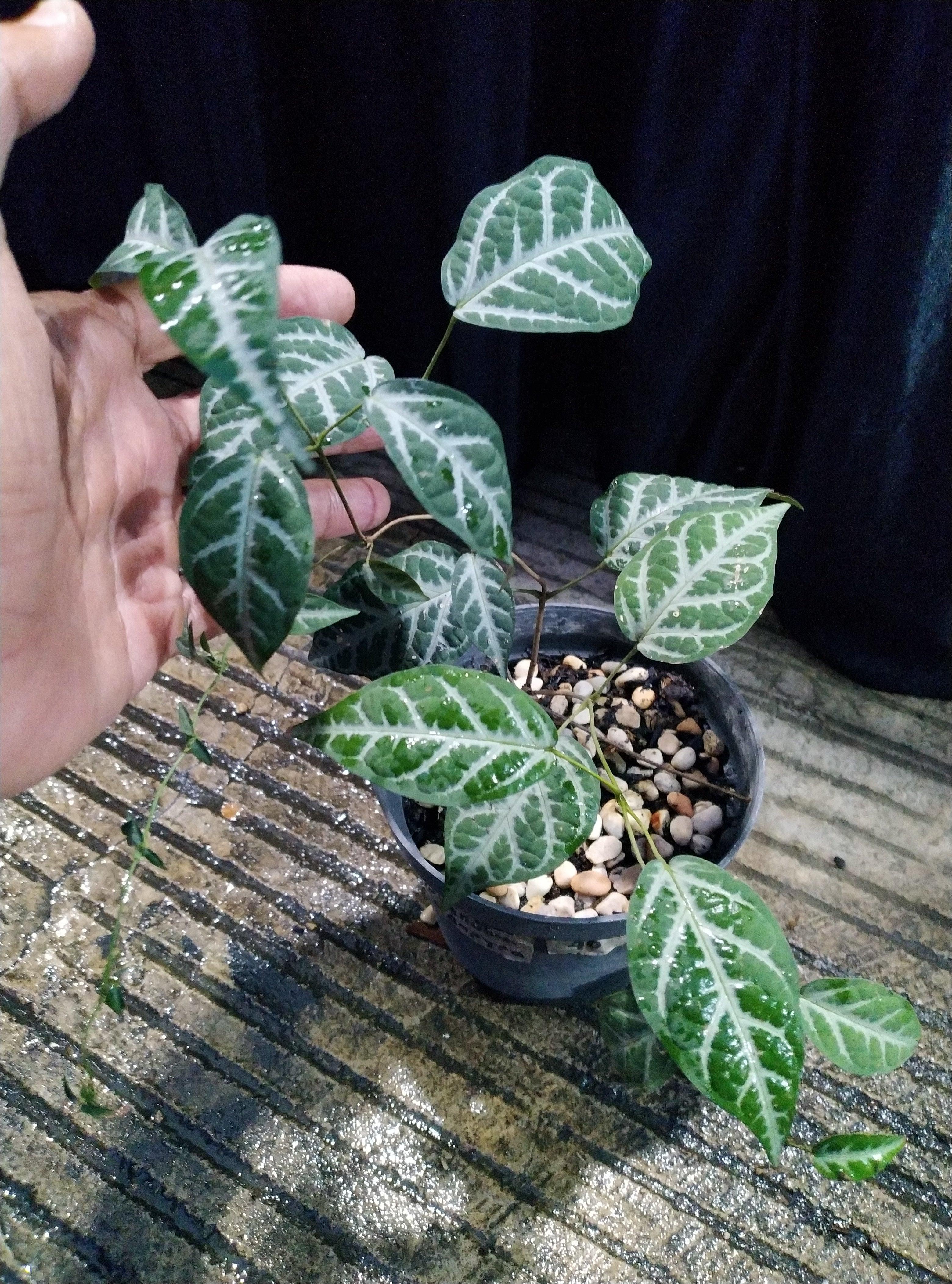 Bignonia Argyro Violacea Geraihijo