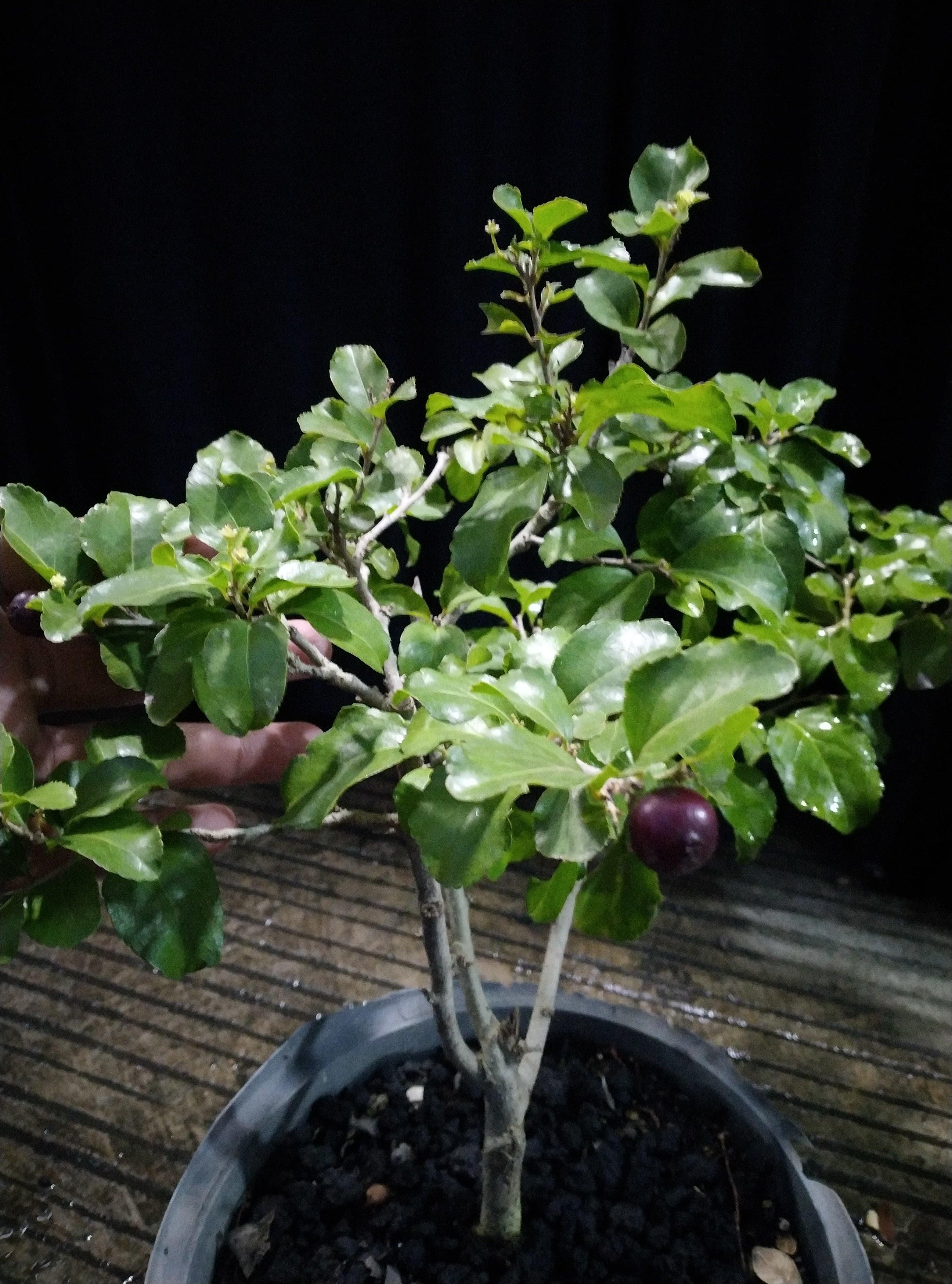 Japanese Bush Cherry Geraihijo