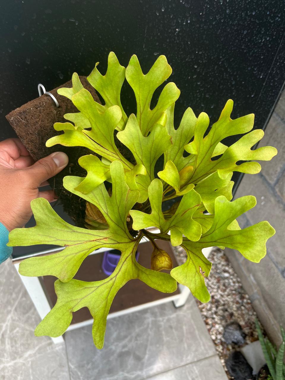 Platycerium Ridleyi