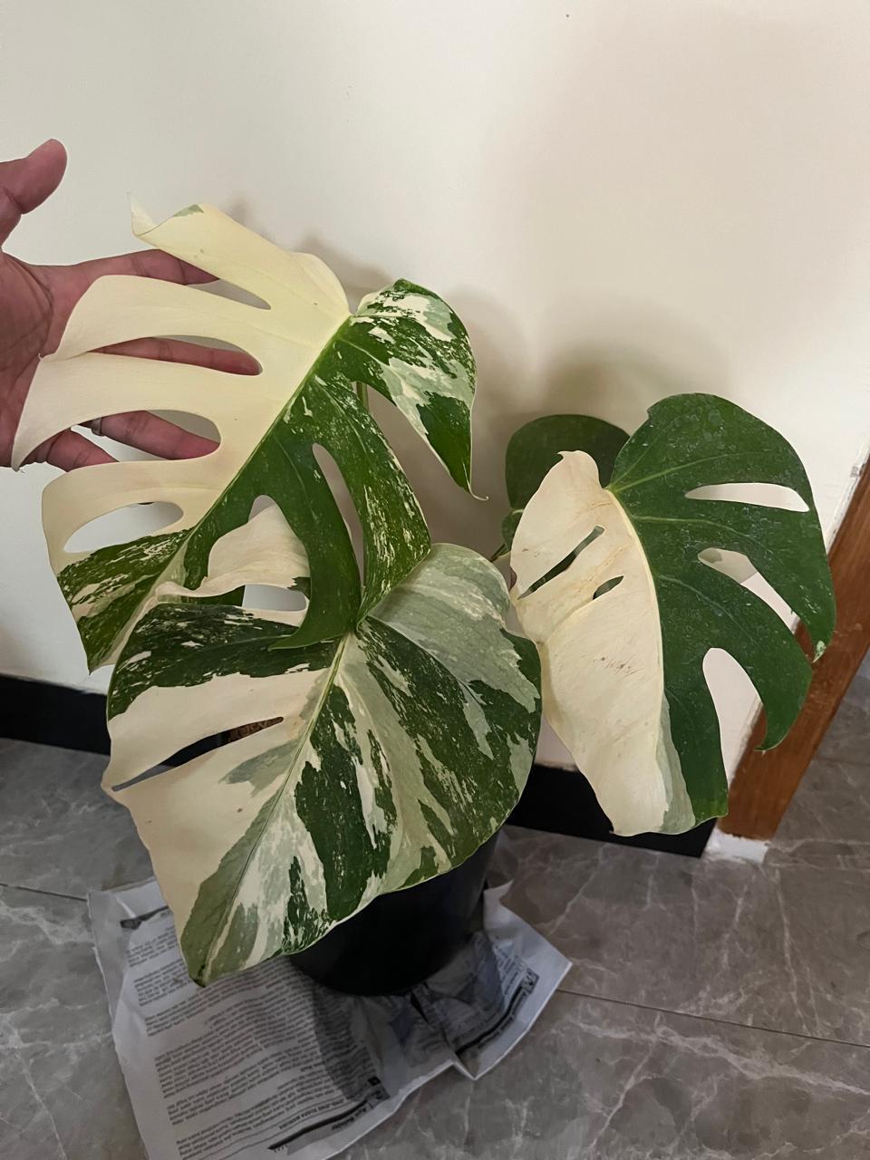 Monstera Borsigiana Albo Fendik