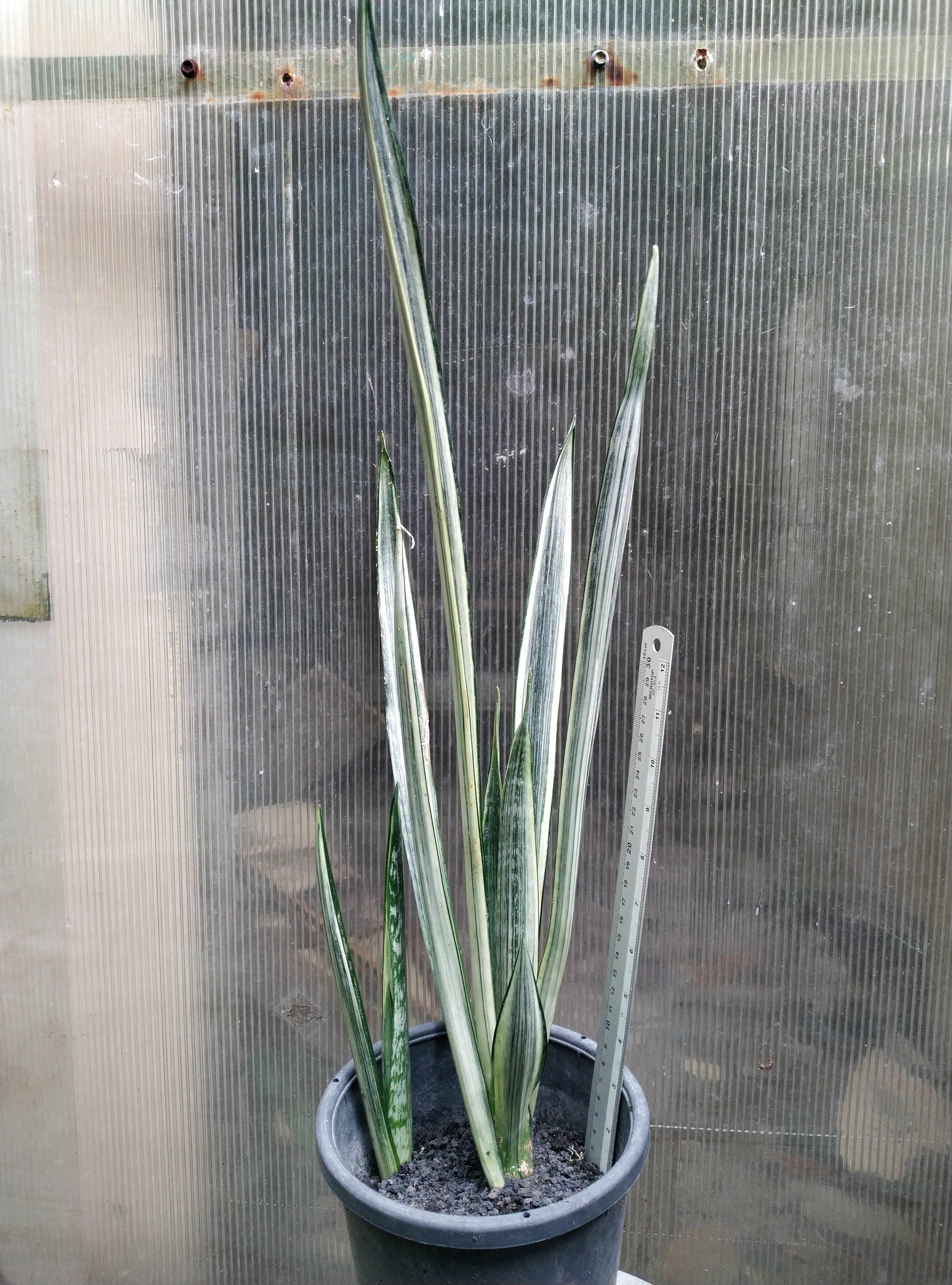 Sansevieria Bantel Sensations Geraihijo