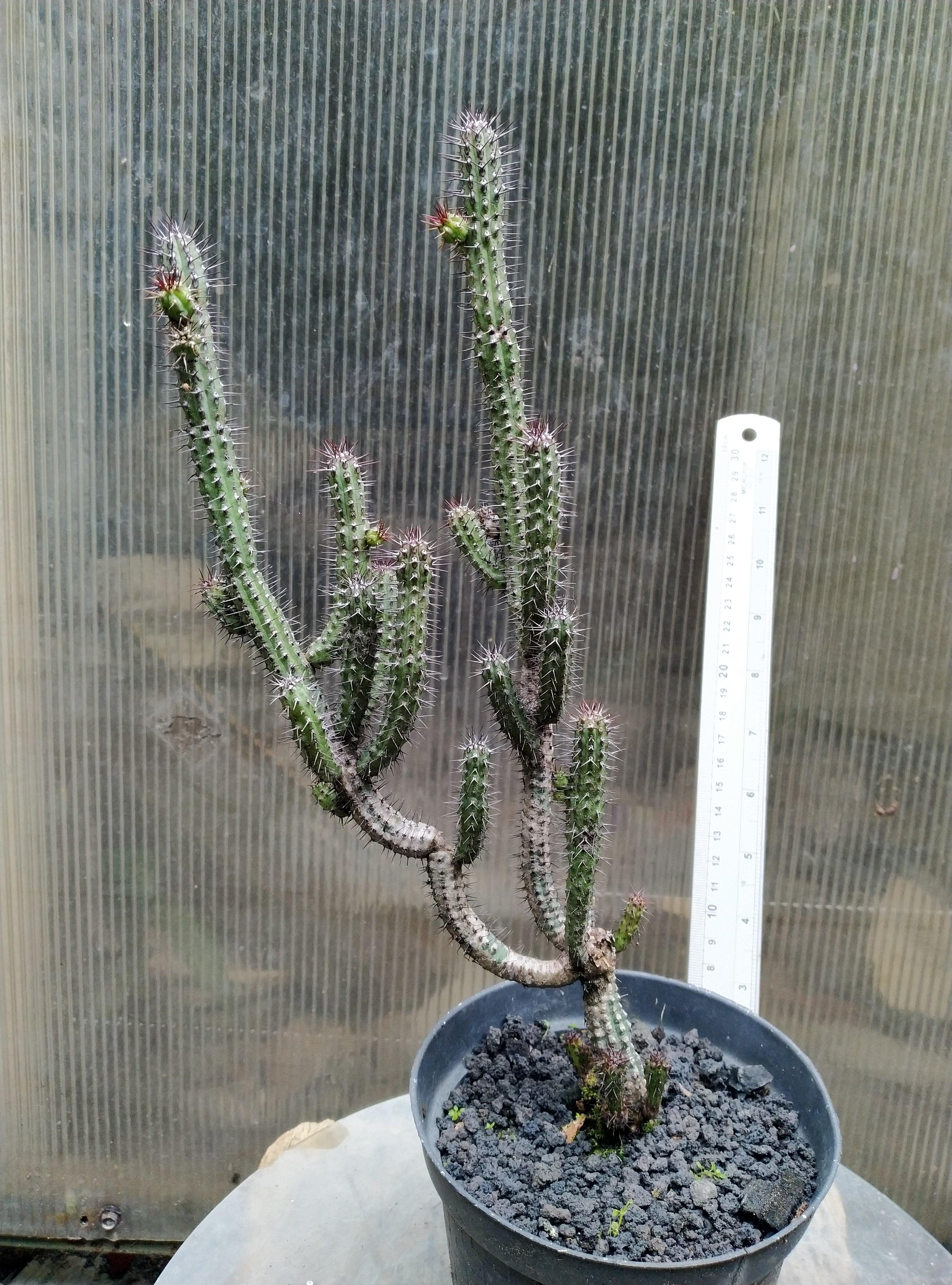 Euphorbia baioensis