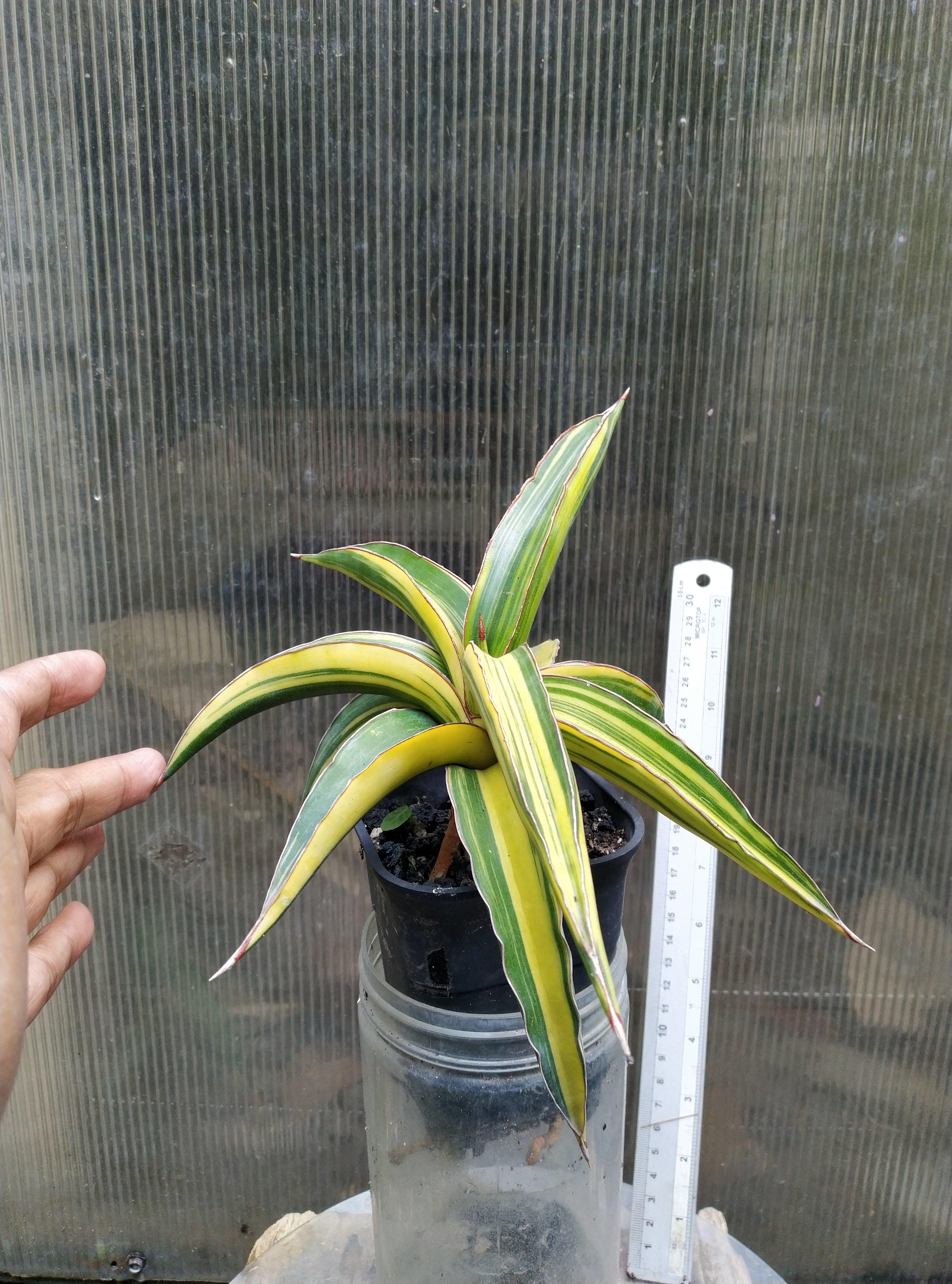 Sansevieria Zanzibarica Variegated Geraihijo