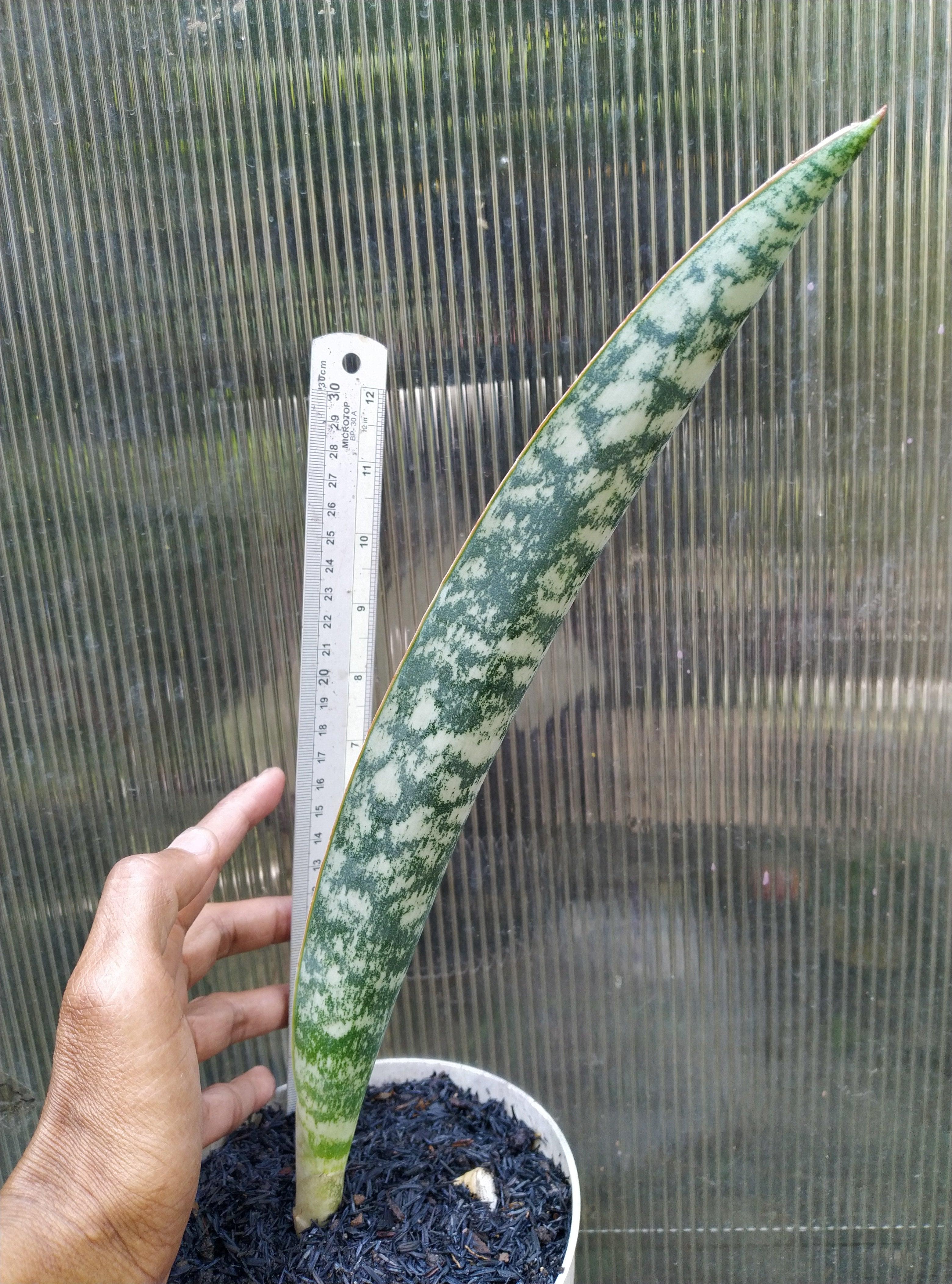 Sansevieria Tiger Blue Geraihijo