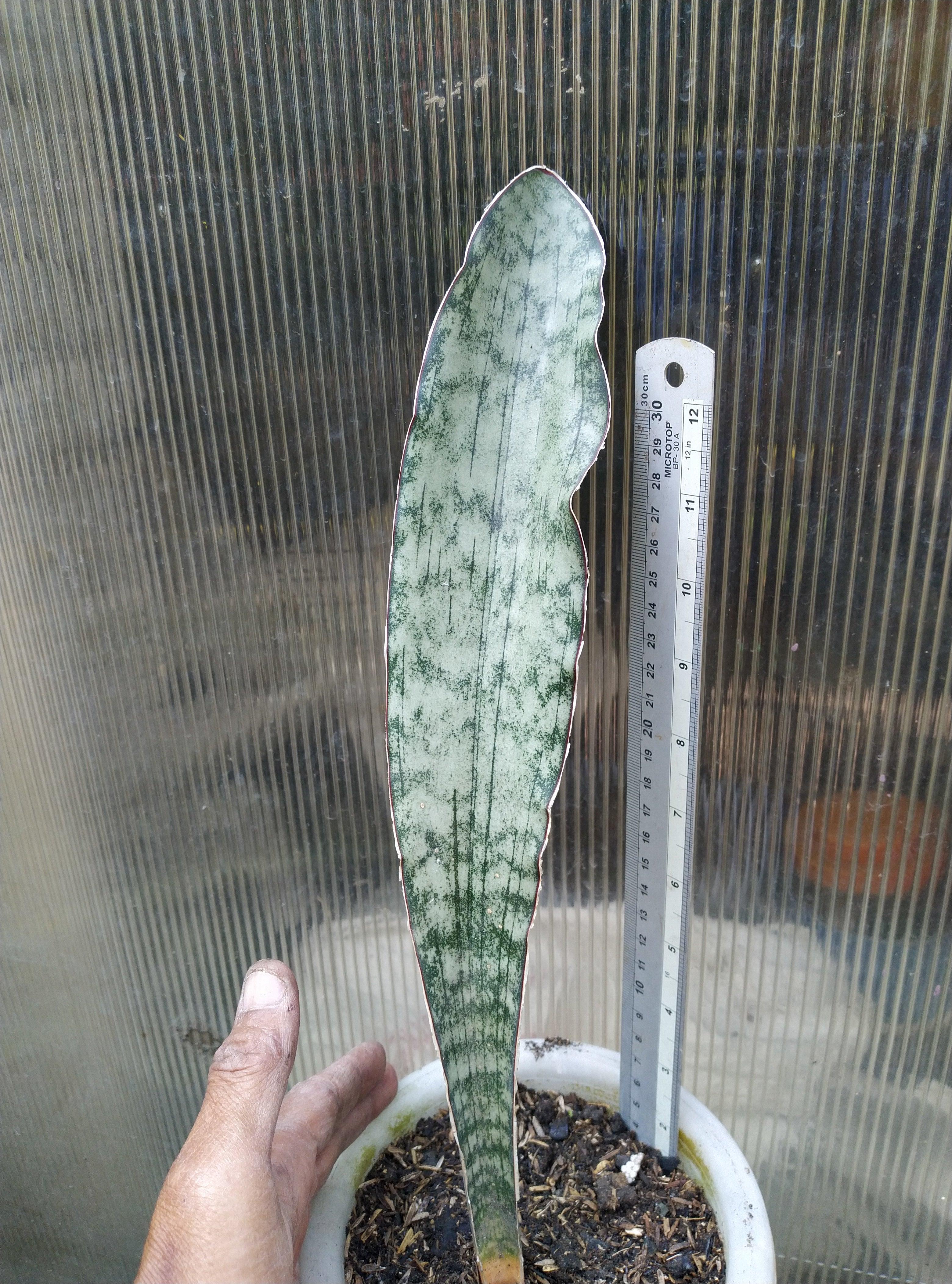 Sansevieria Kirkii Adelia Geraihijo
