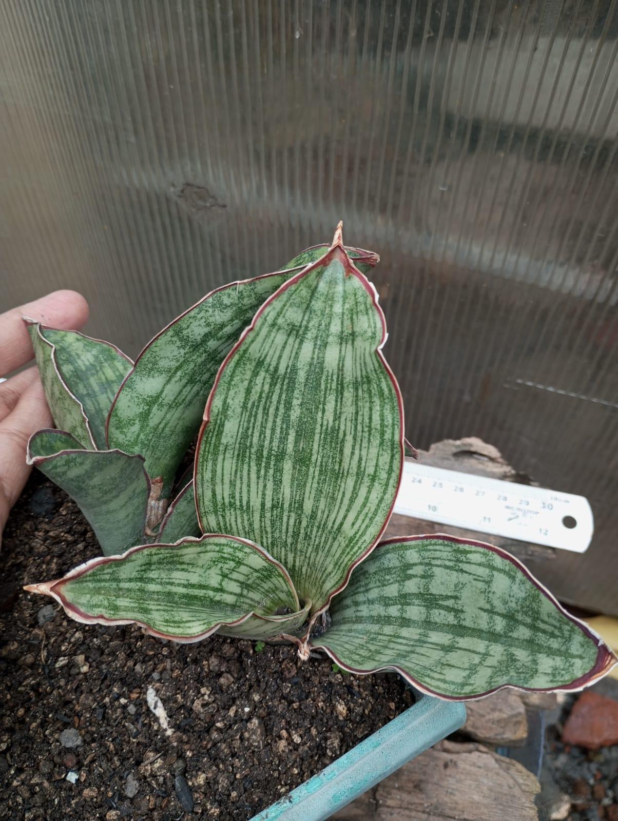 Sansevieria Scimitariformis Silver Geraihijo