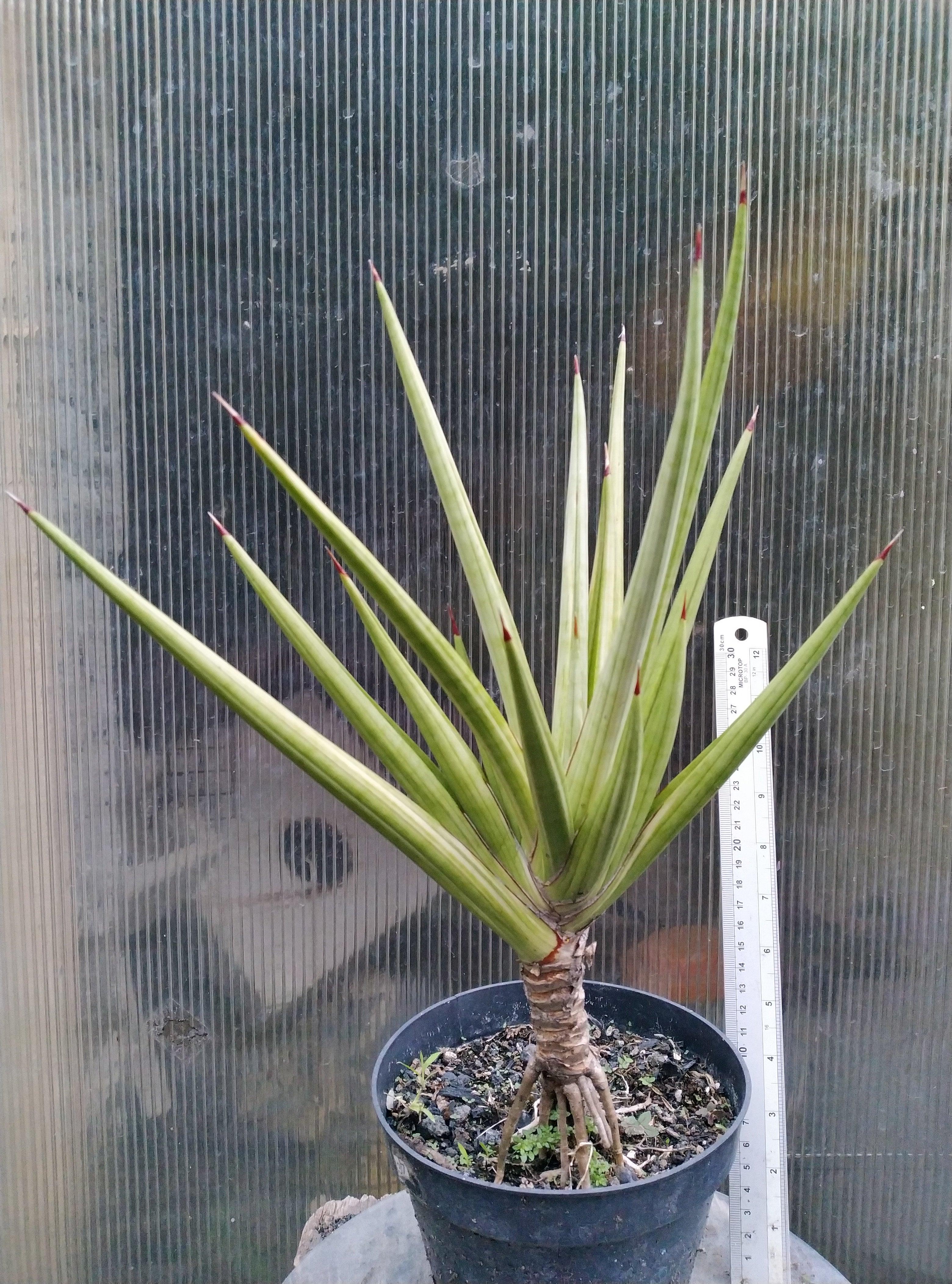 Sansevieria Royal Crown Variegated White Geraihijo