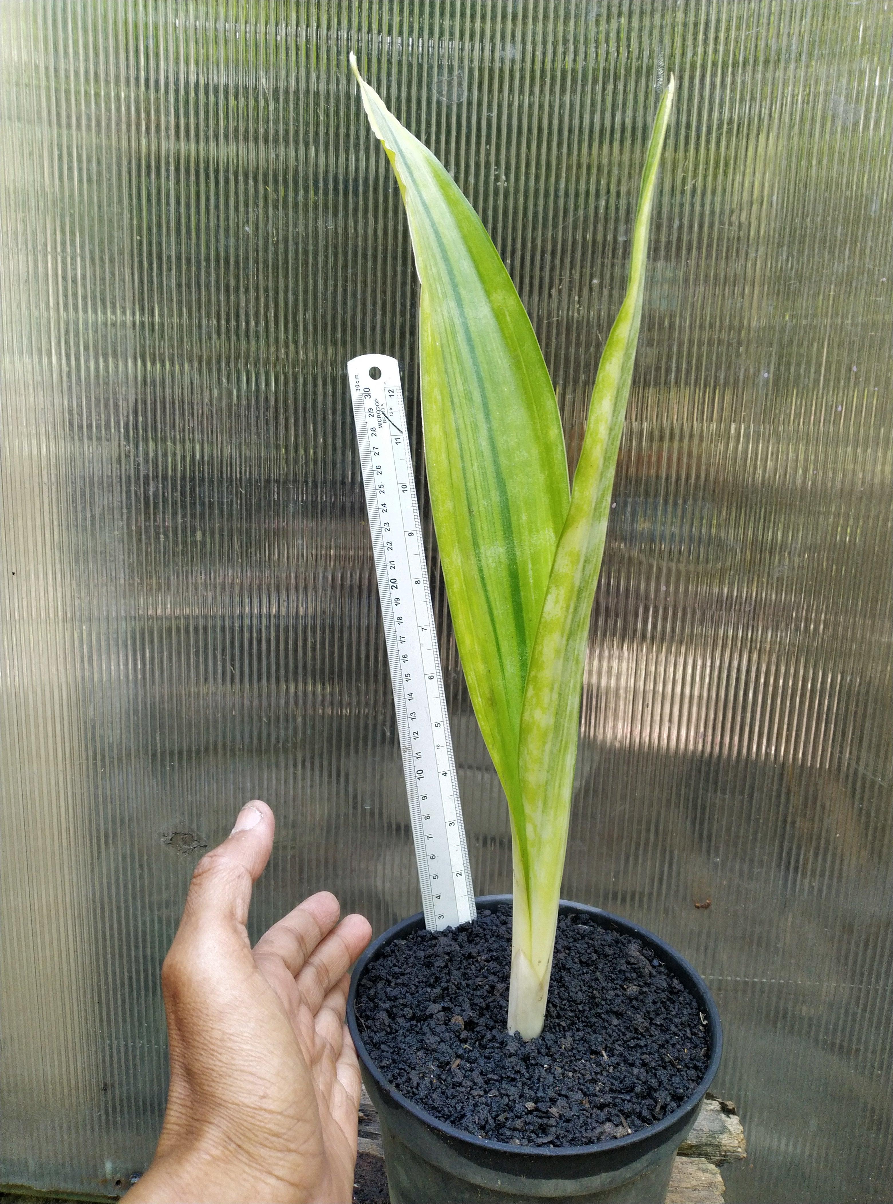 Sansevieria Metalica White Stripes Giant Geraihijo