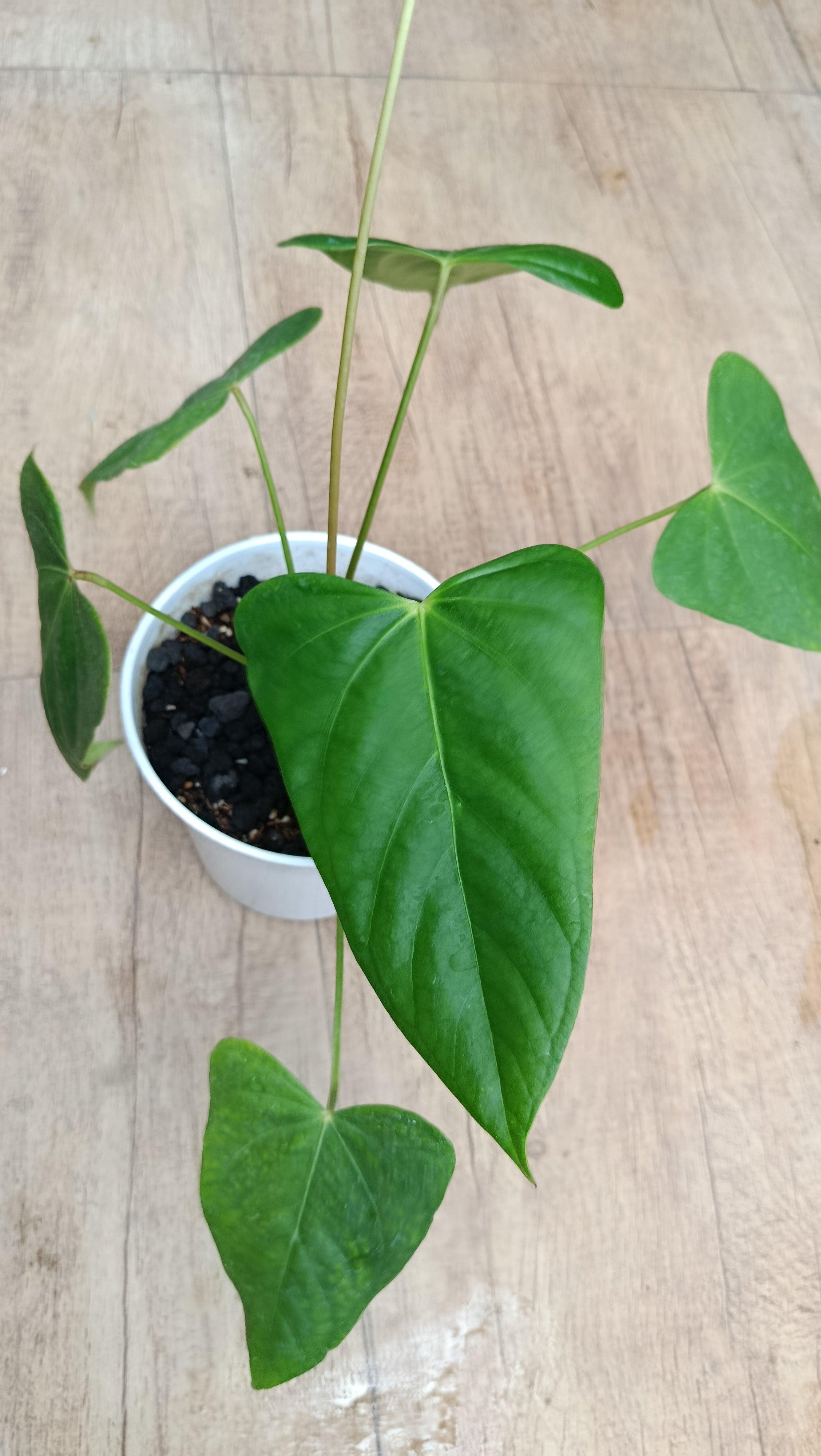Dzulfaqaar_anthurium balaoanum