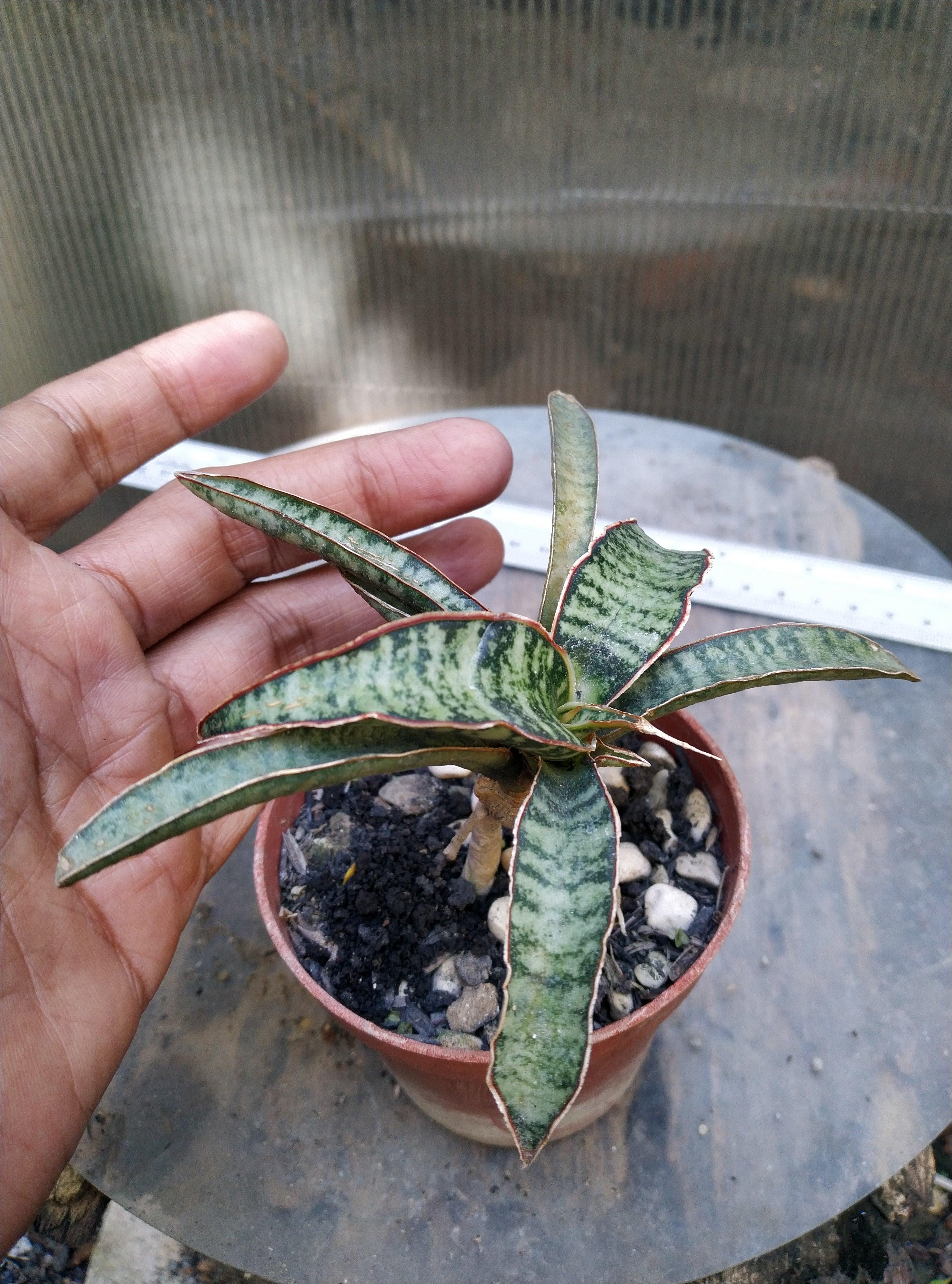 Sansevieria Fischeri Silver Geraihijo