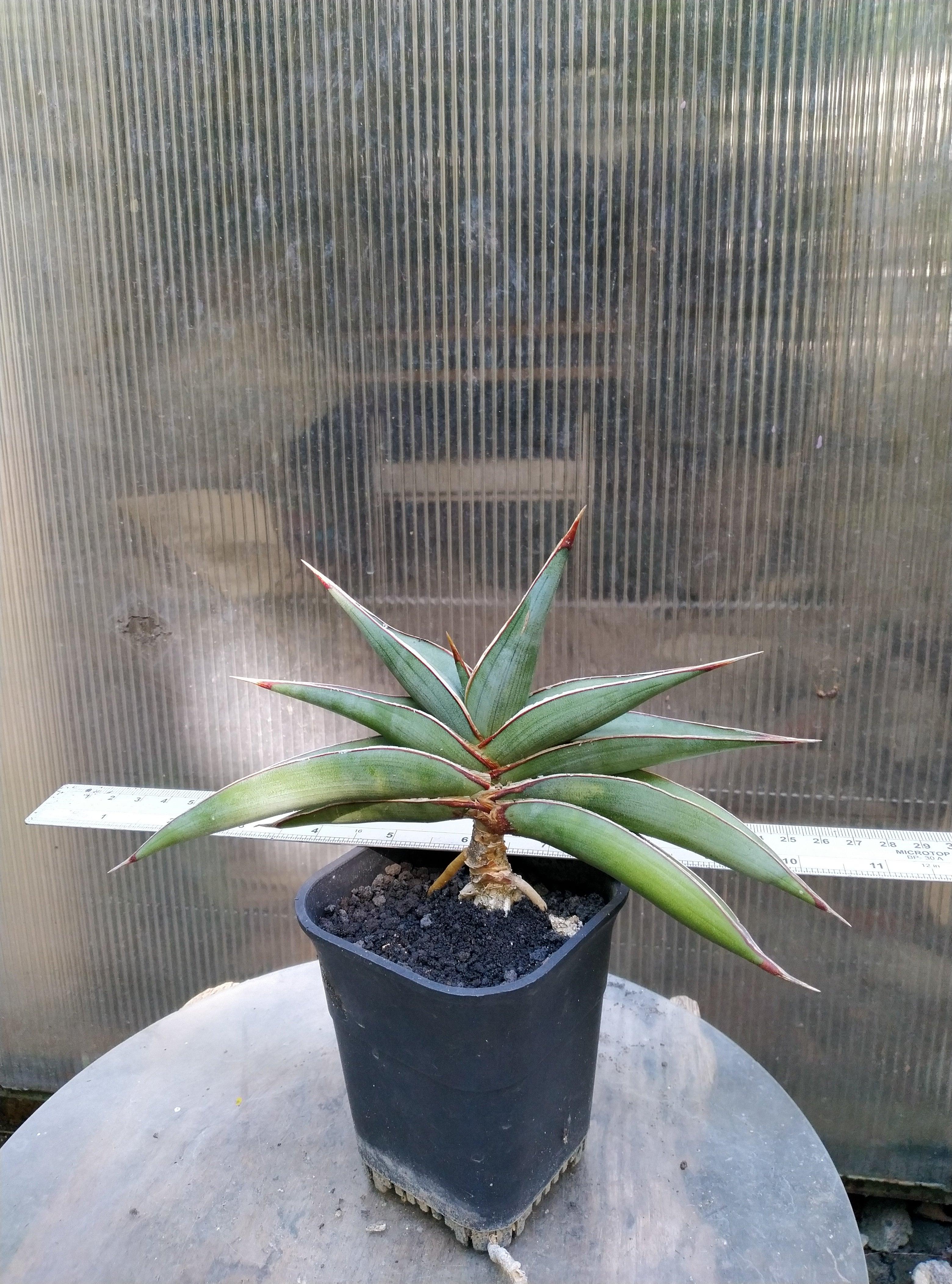 Sansevieria Johannes Berg Silver Geraihijo