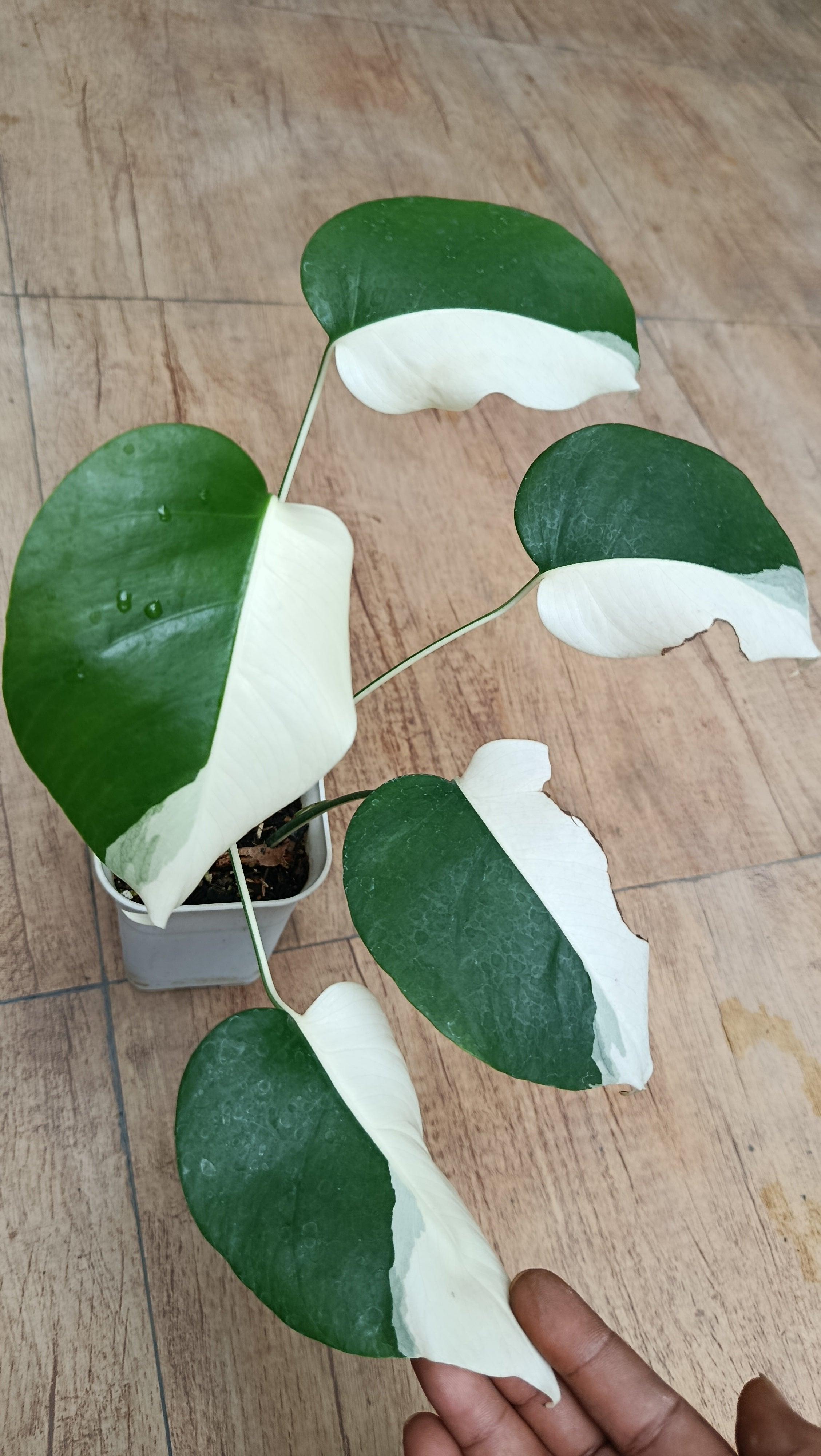 Monstera albo halfmoon type