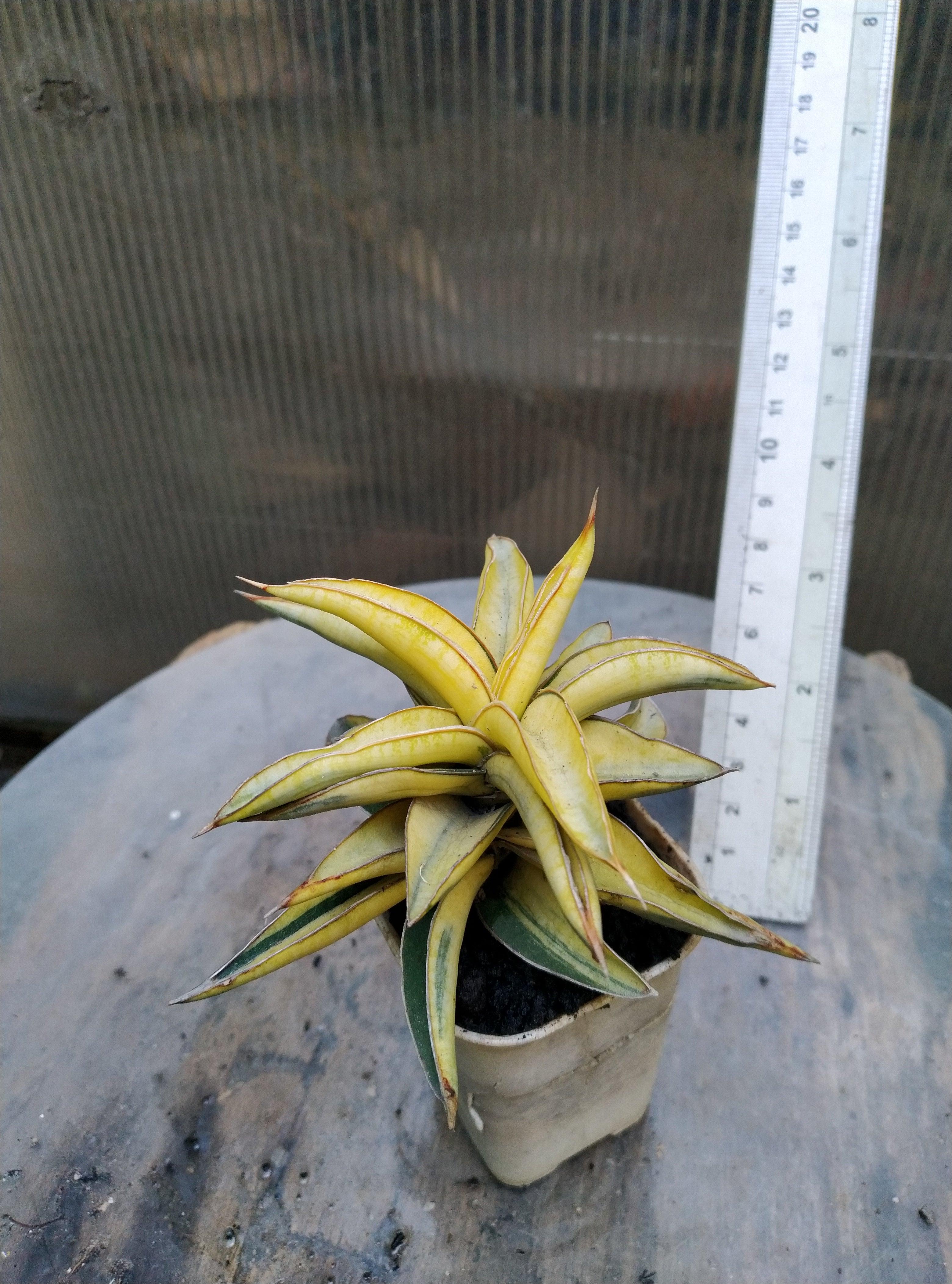 Sansevieria Blue Clone Variegated Geraihijo