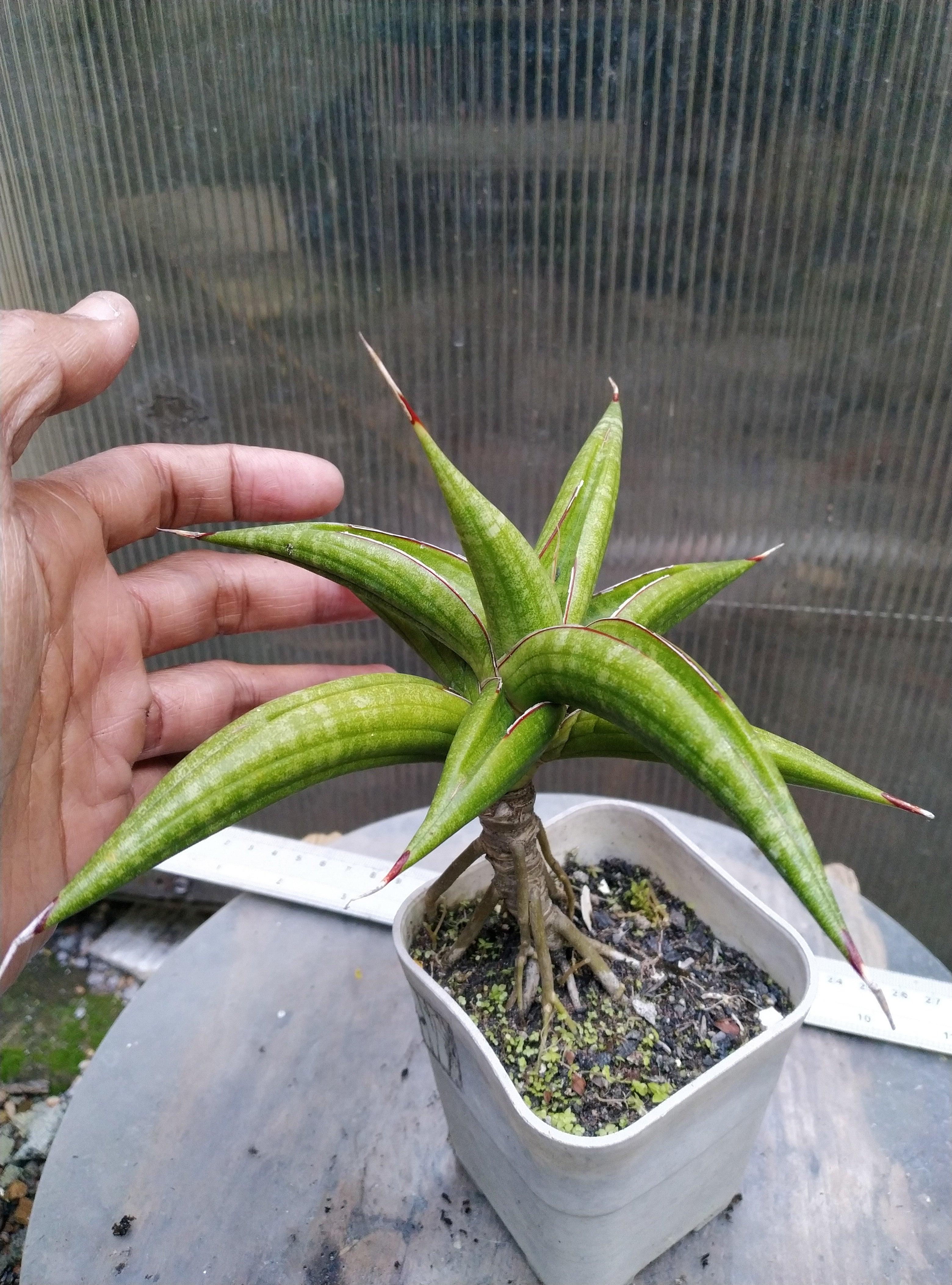 Sansevieria Kitonga Geraihijo
