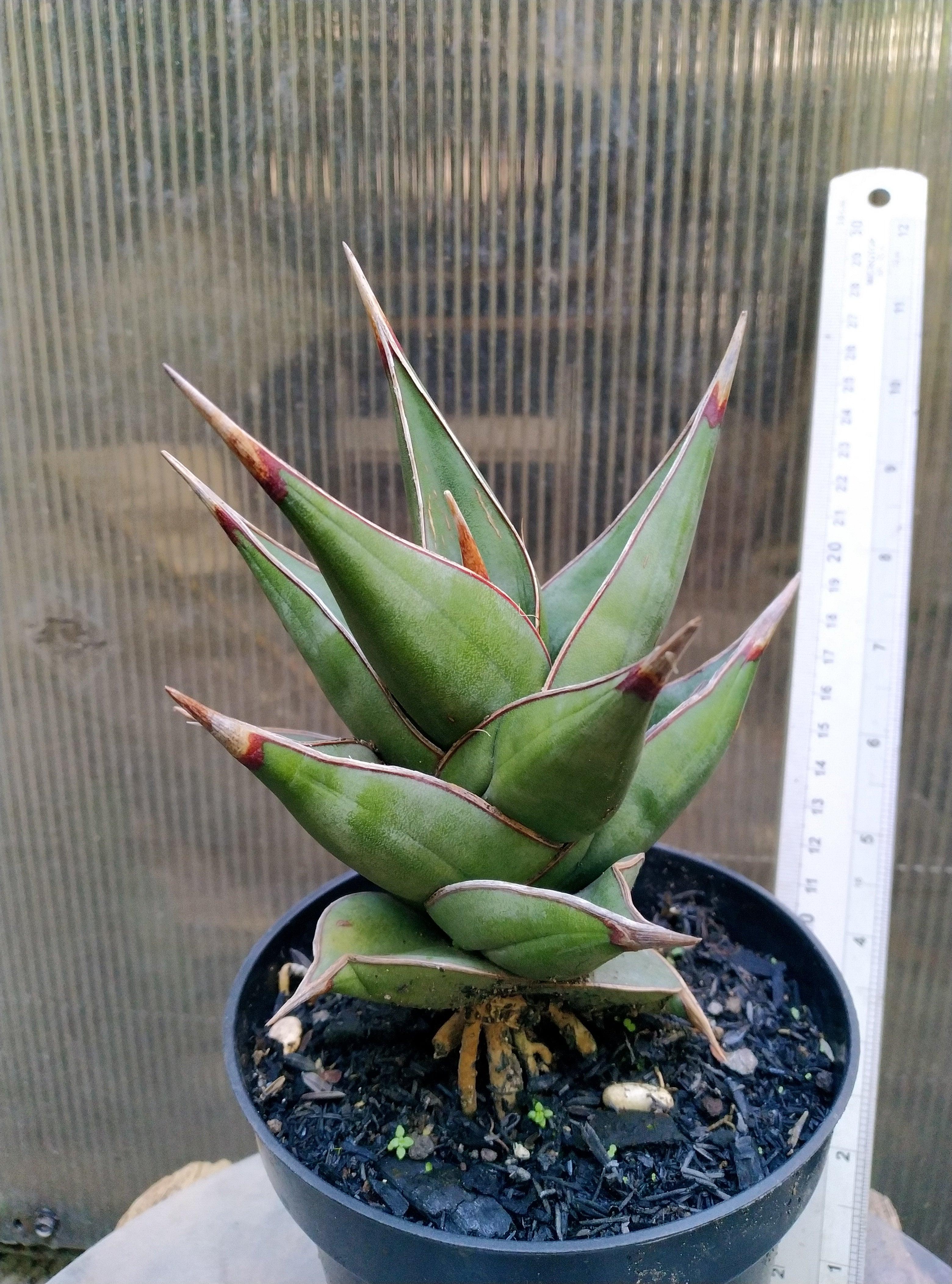 Sansevieria Pinguicula Dagger Geraihijo