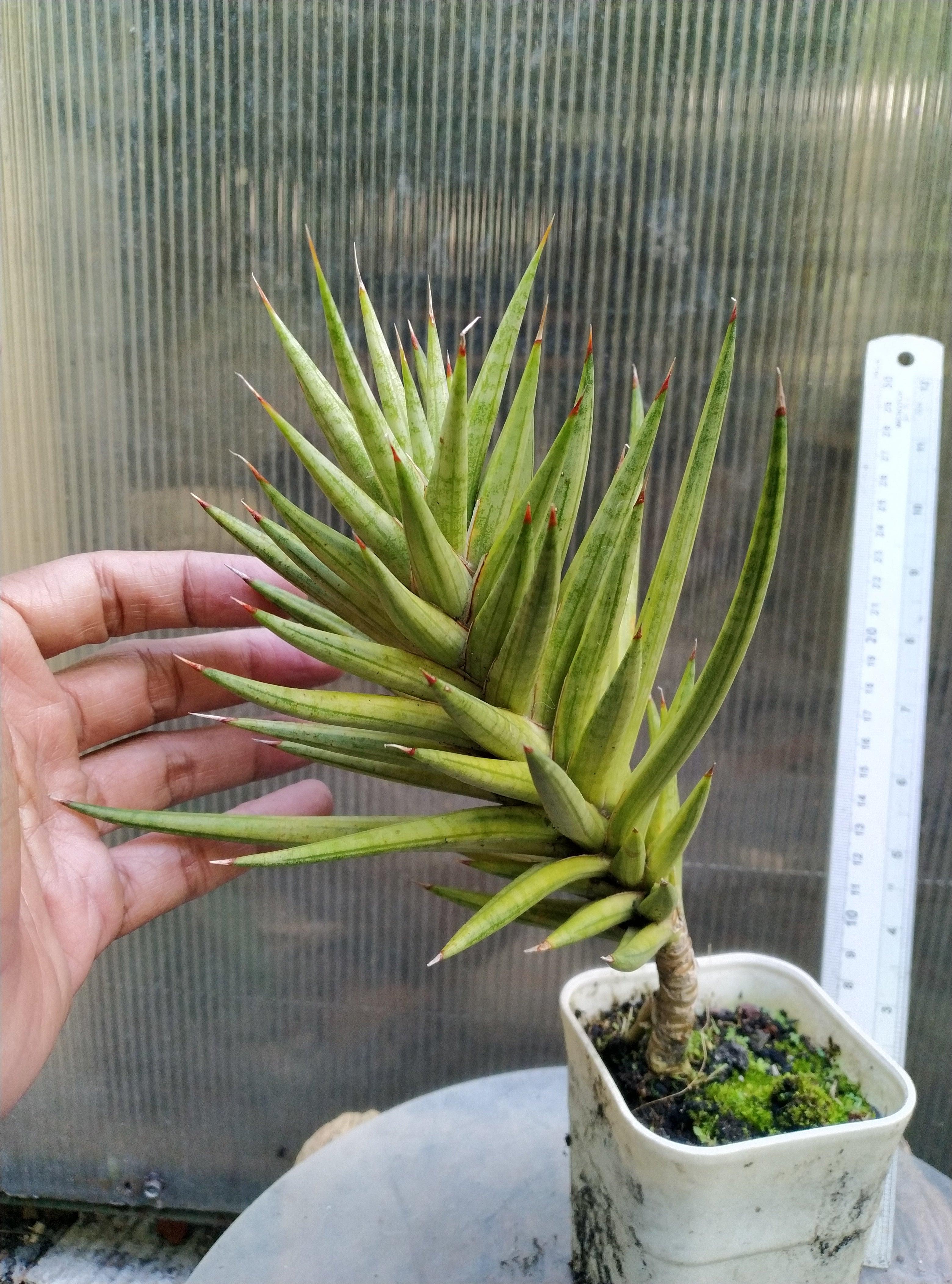 Sansevieria Francisi Variegated Geraihijo