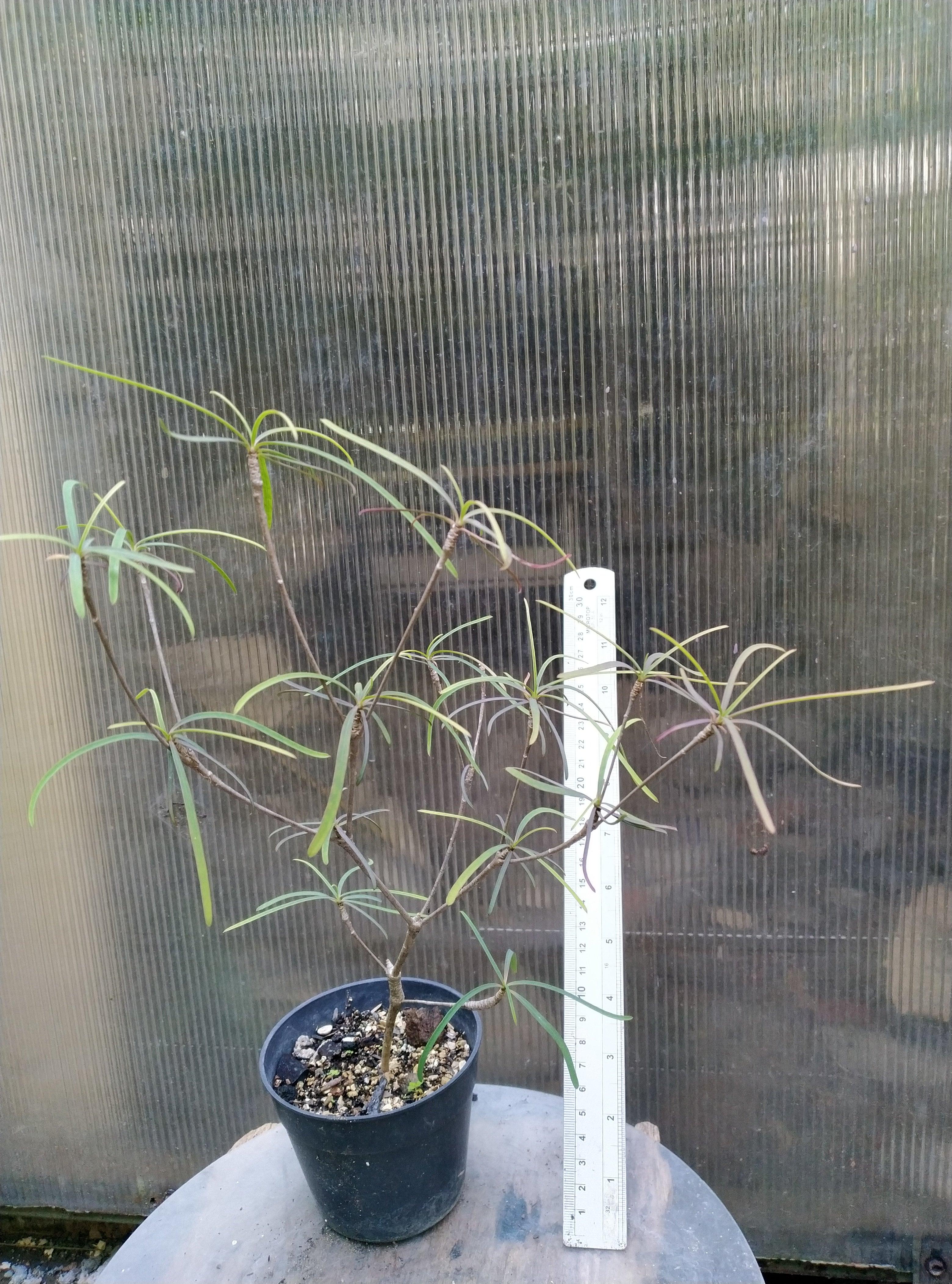 Euphorbia hedyotoides