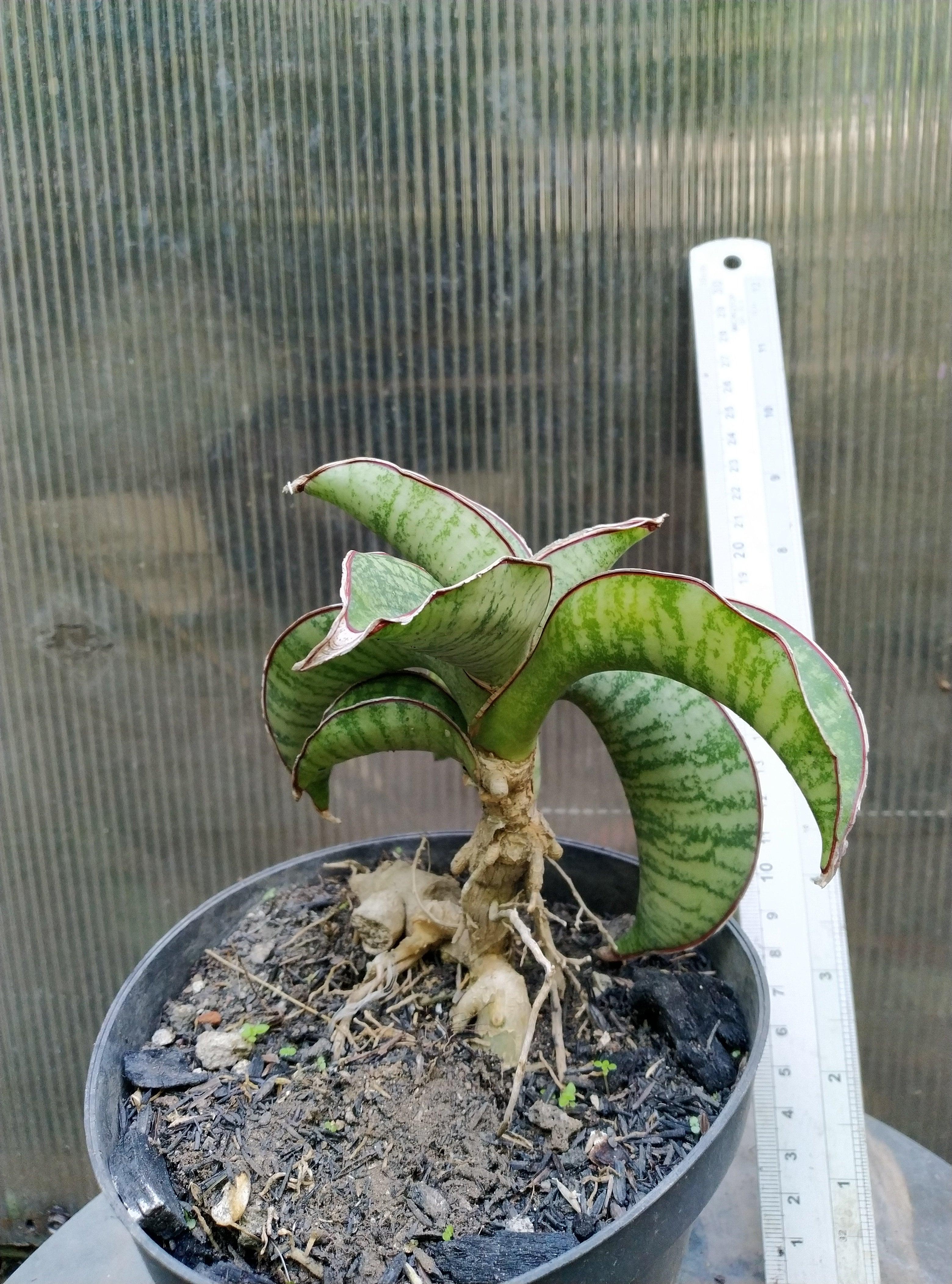 Sansevieria Phupamon Delight Geraihijo