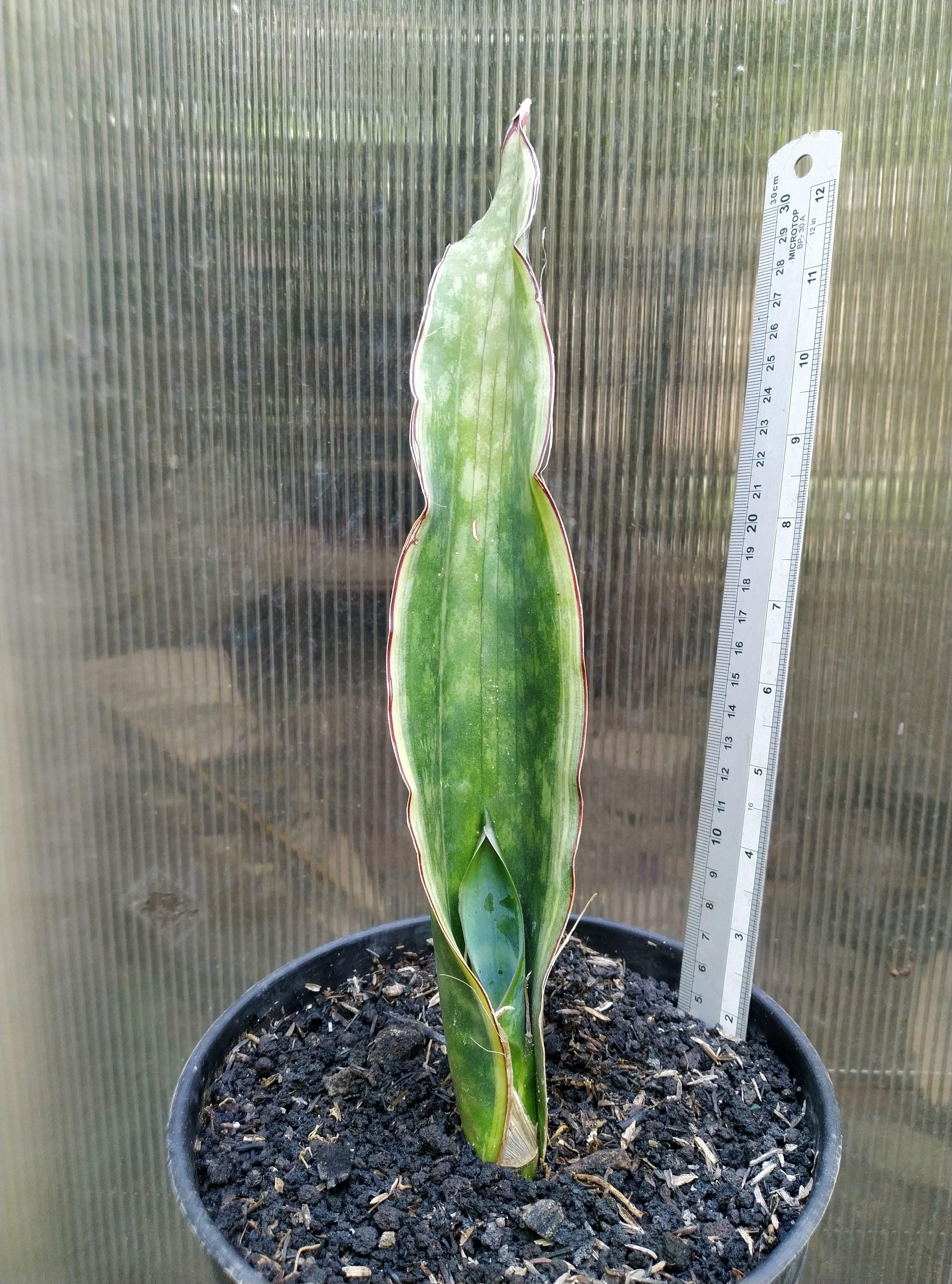 Sansevieria Dragon King Variegated Geraihijo