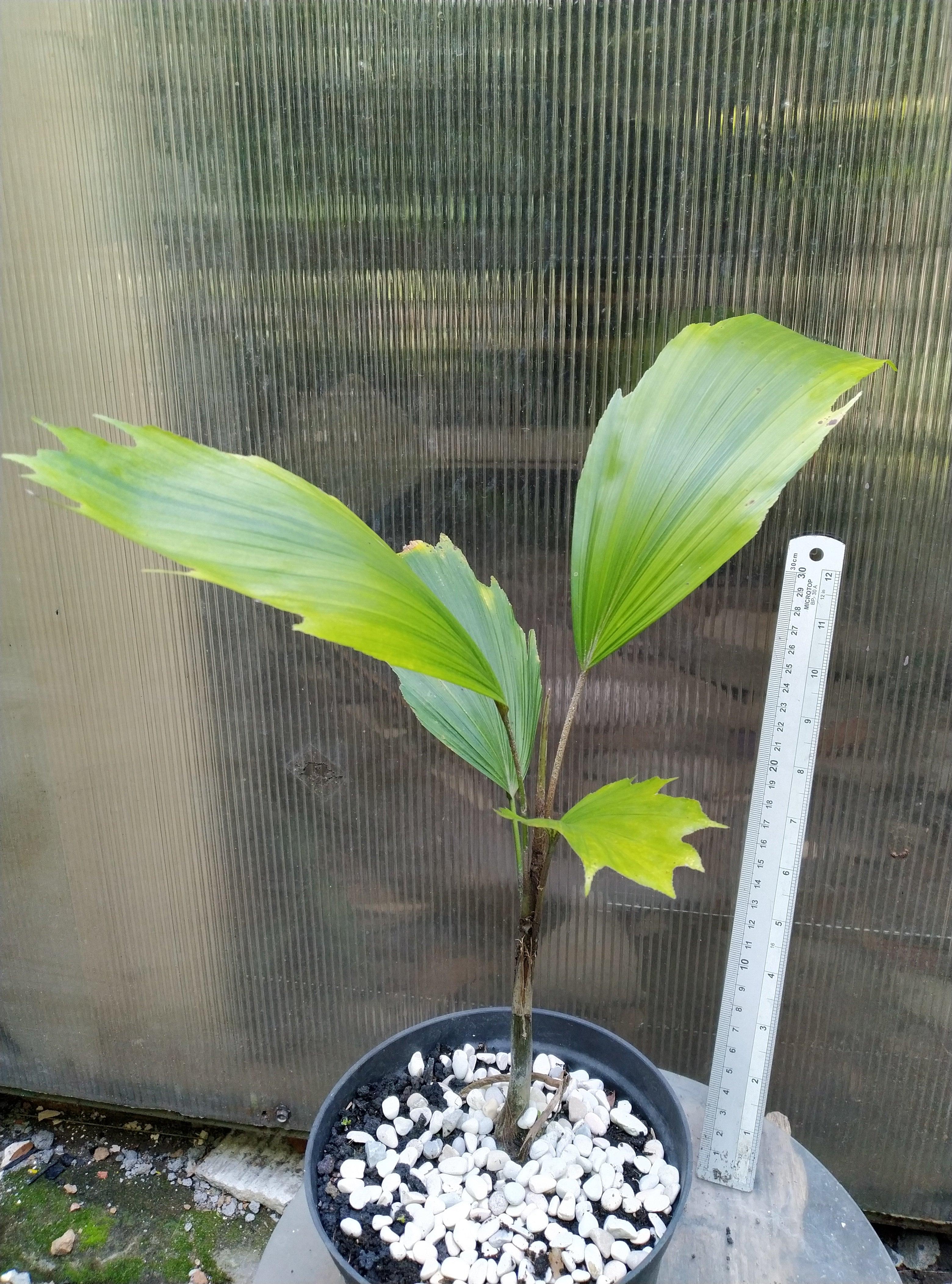 Palm arenga hookeriana