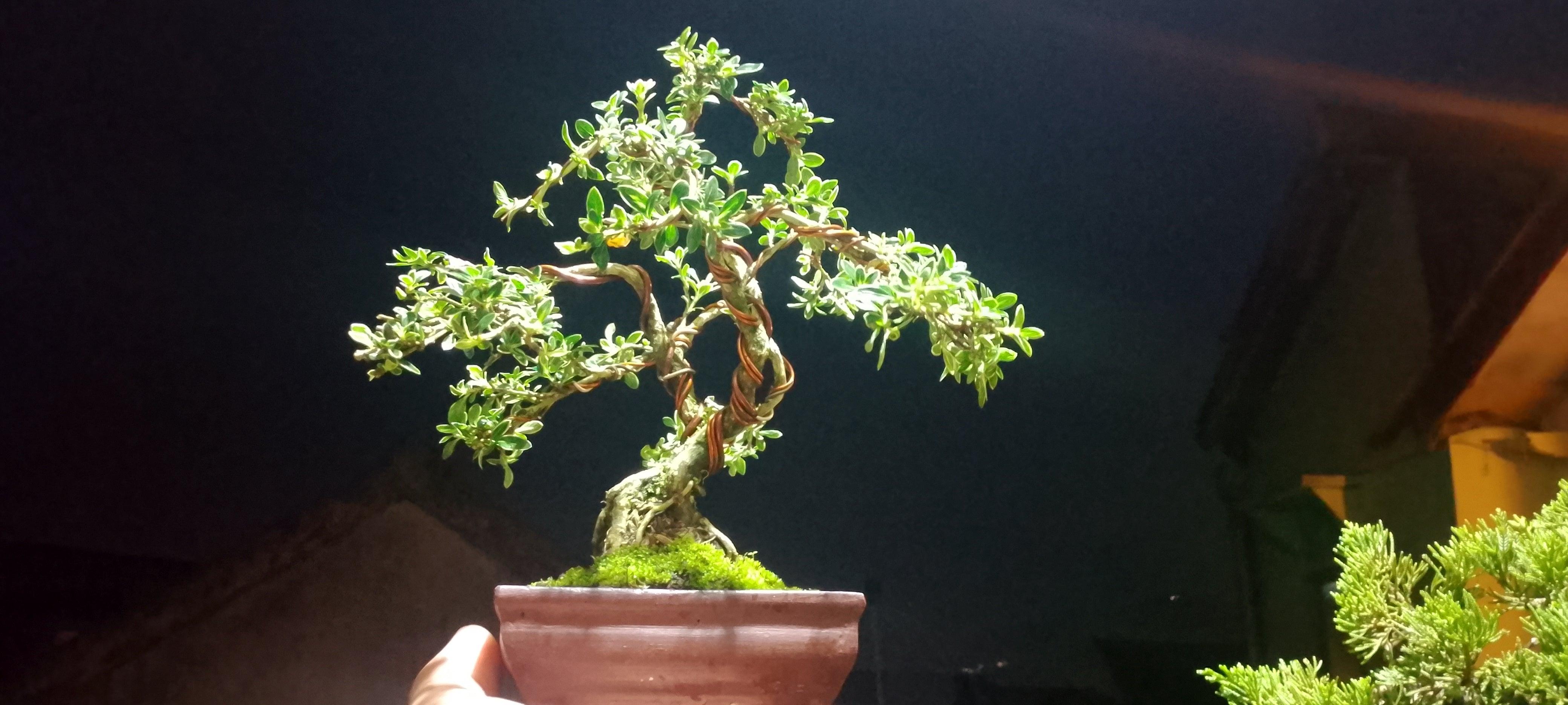 Bonsai serissa foetidia var (Risman Arisandi)