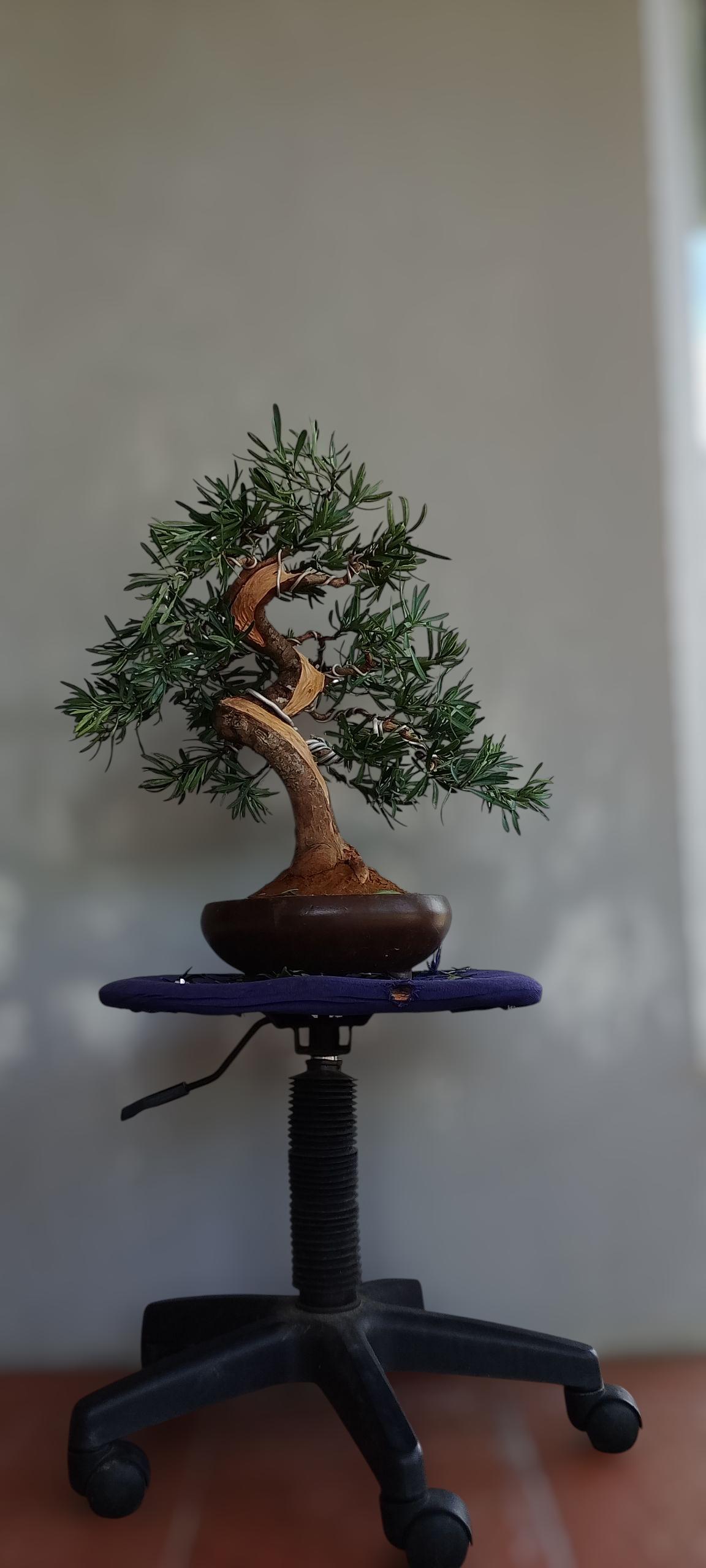Bonsai lohansung blue ice (Risman Arisandi)